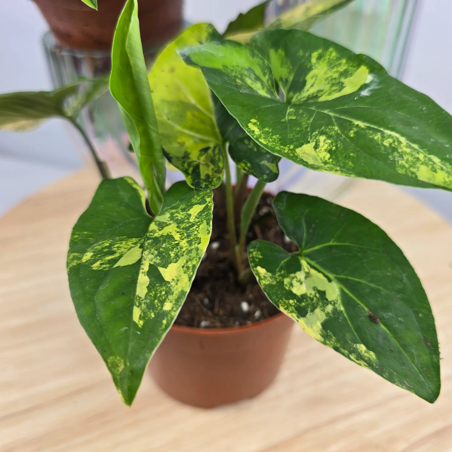 Syngonium Aurea