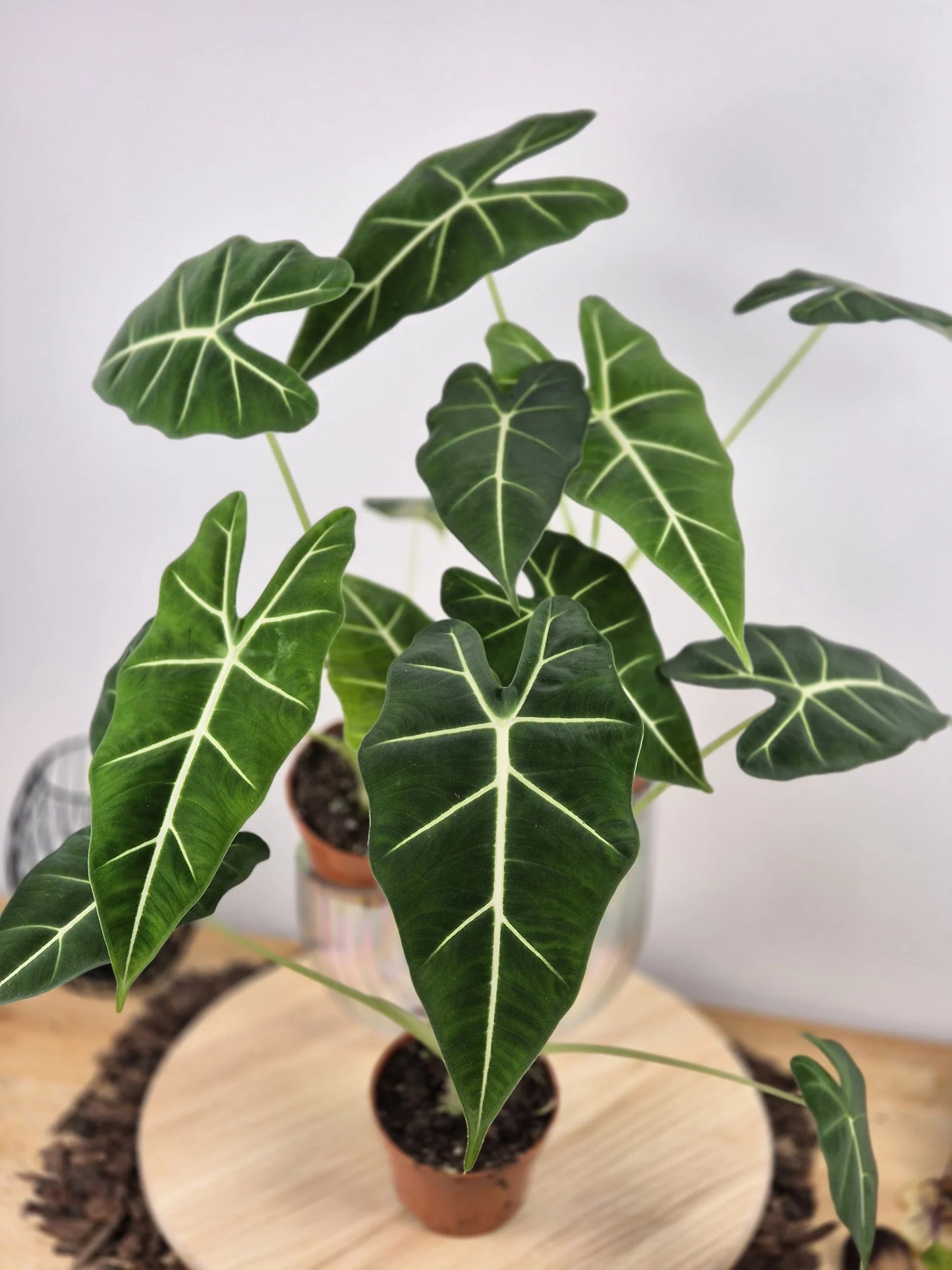 Alocasia micholitziana 'Frydek'