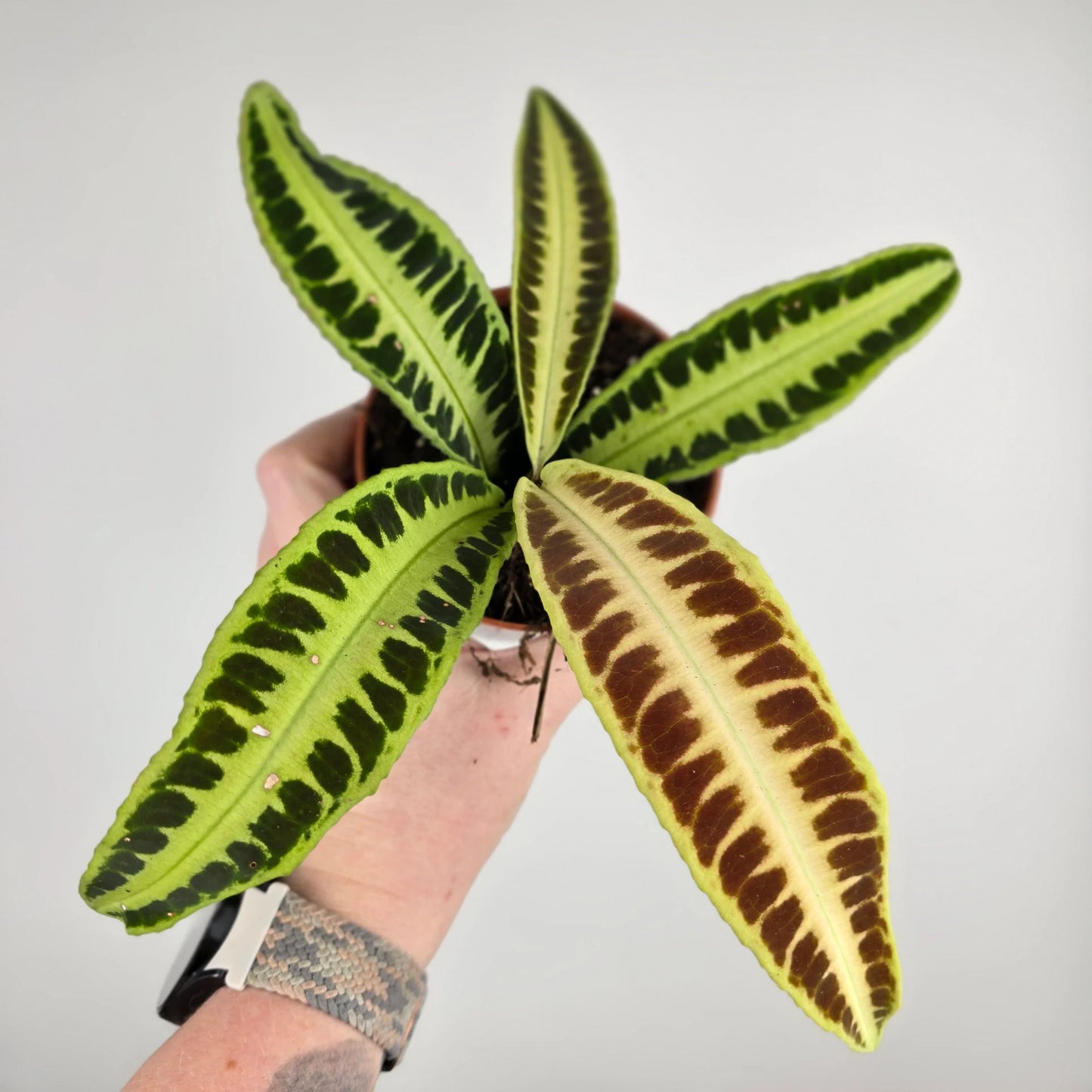 Labisia 'Jambi'