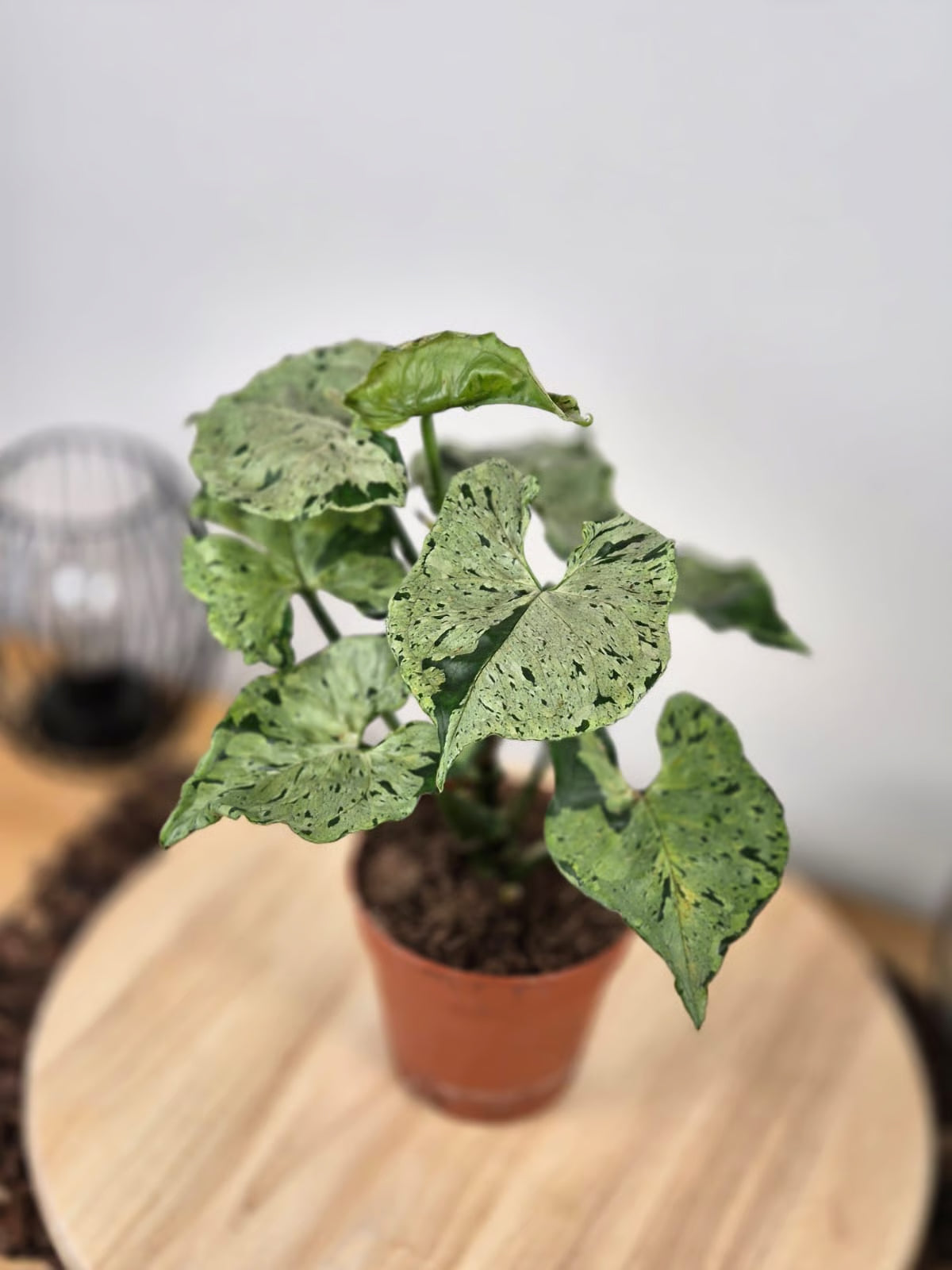 Syngonium 'Green Splash'