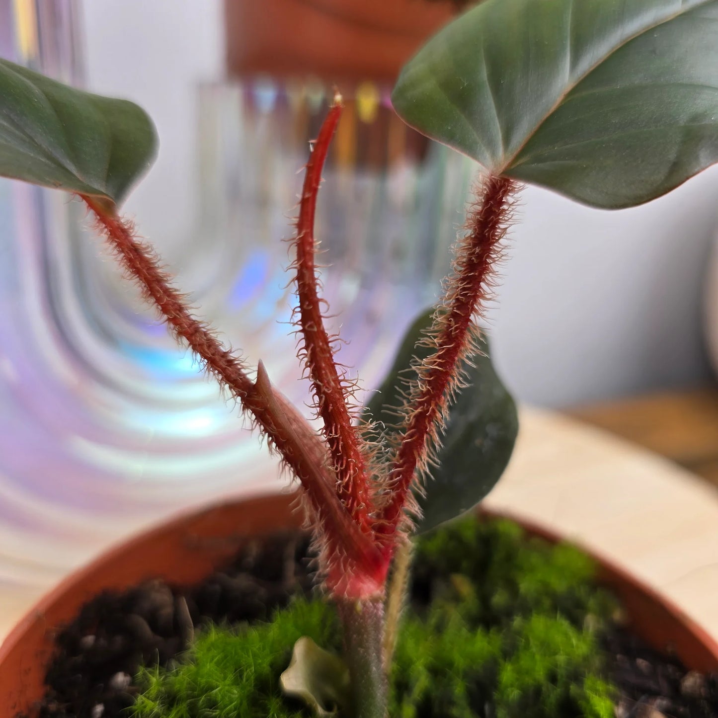 Philodendron squamiferum x serpens