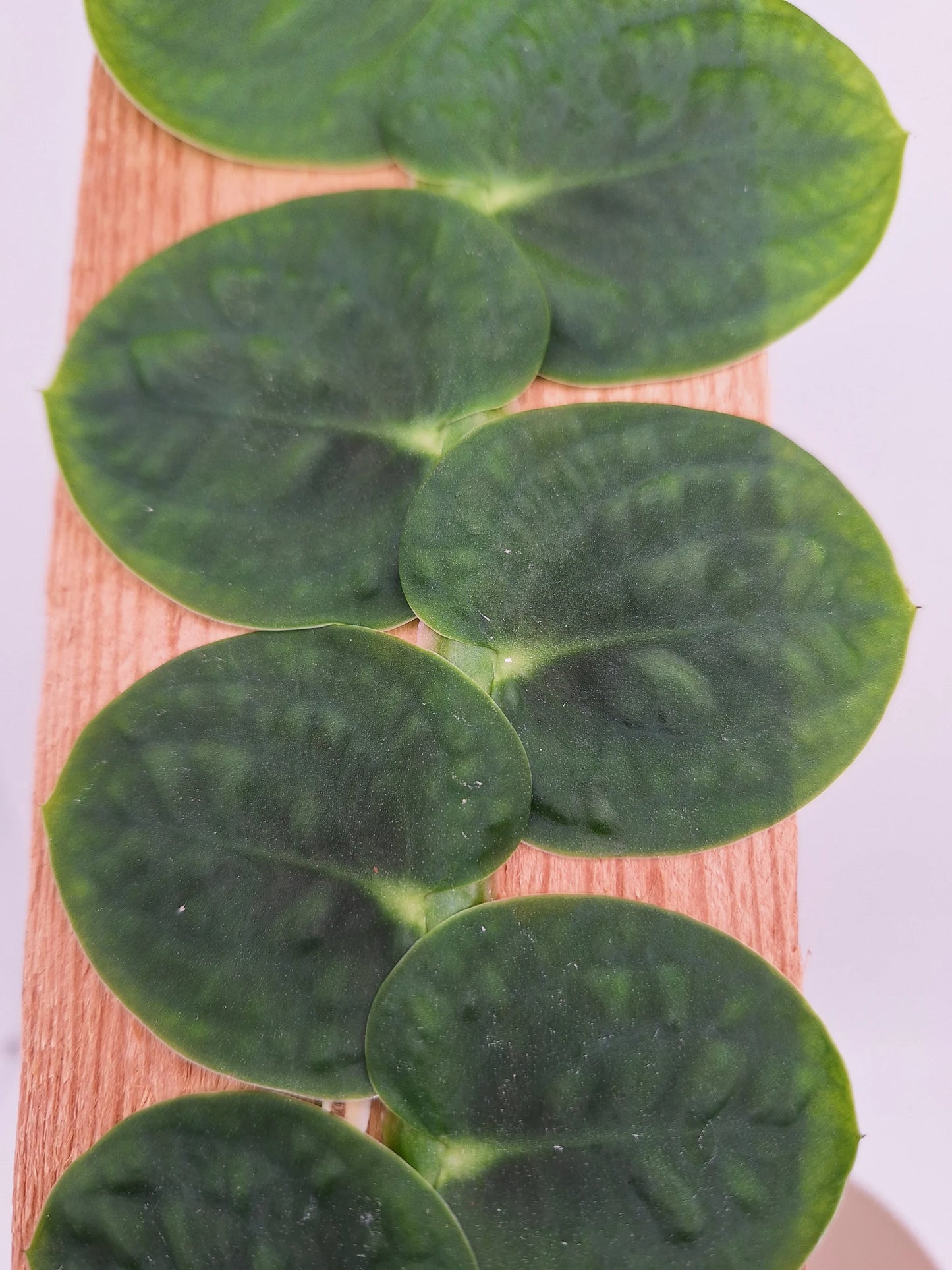 Rhaphidophora korthalsii Syn. celatocaulis