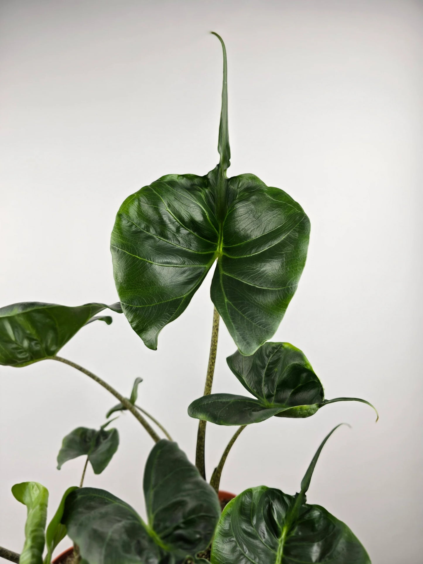 Alocasia Stingray