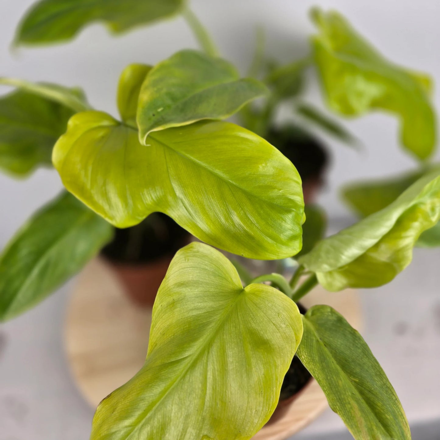 Philodendron bipennifolium 'Aurea'