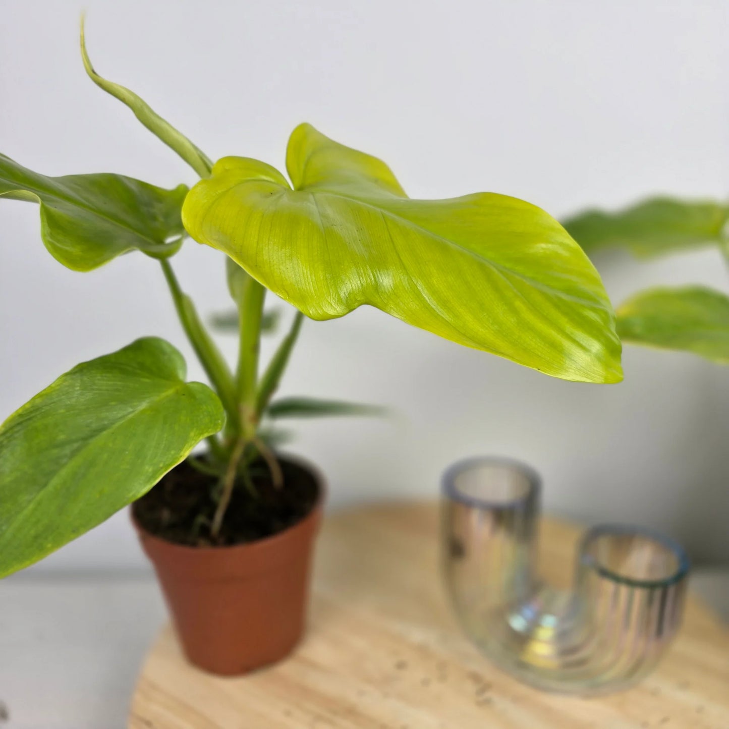 Philodendron bipennifolium 'Aurea'
