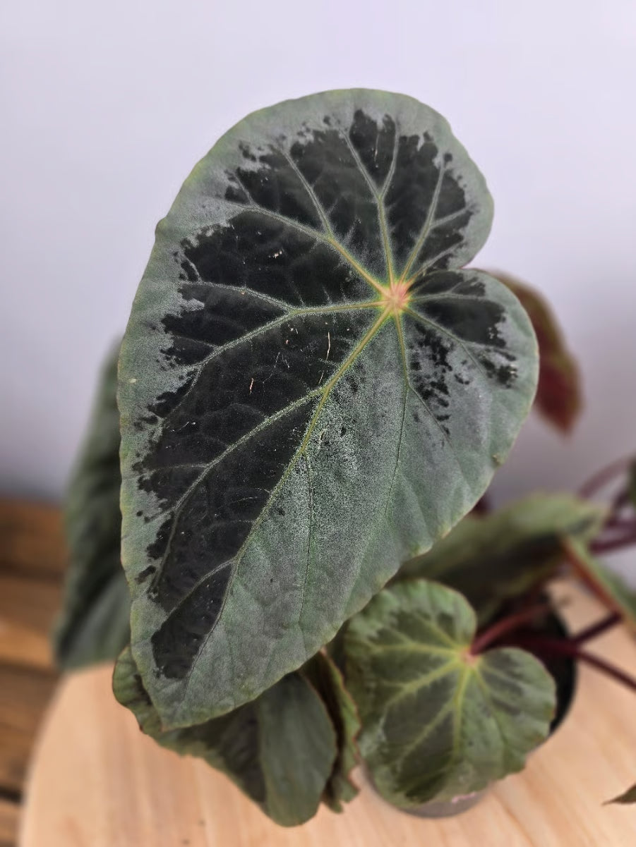 Begonia Burkillii 'silver edge'