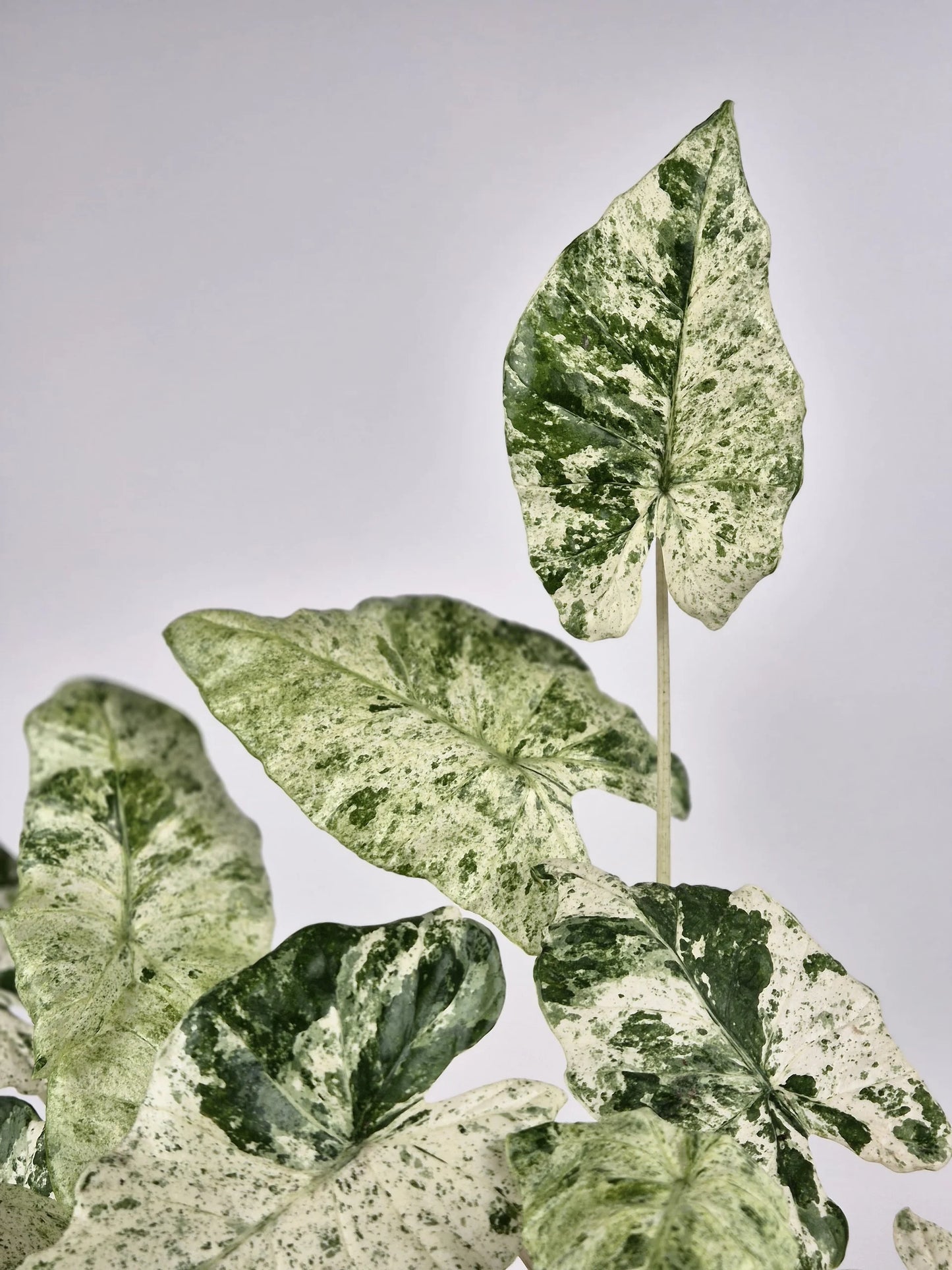 Alocasia Macrorrhiza 'Splash'
