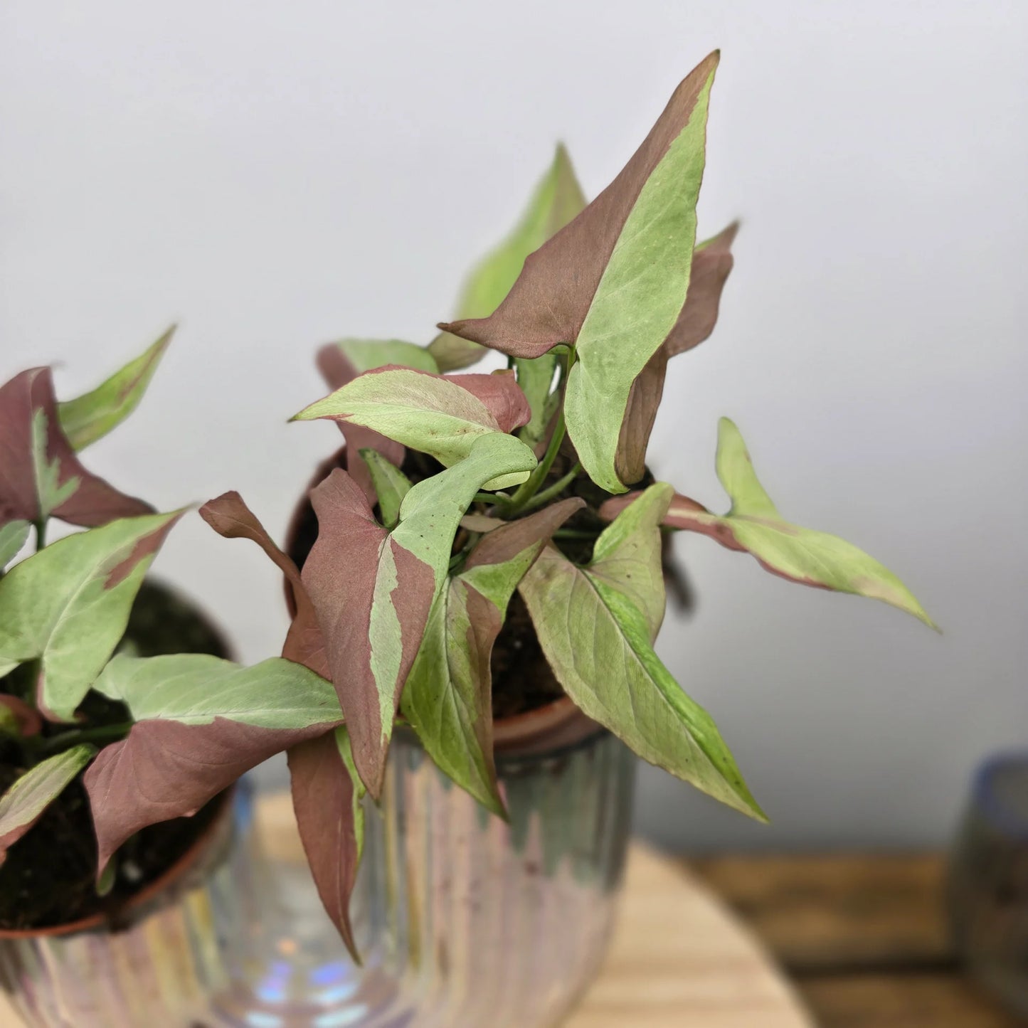 Syngonium Orm Nagpum Variegata