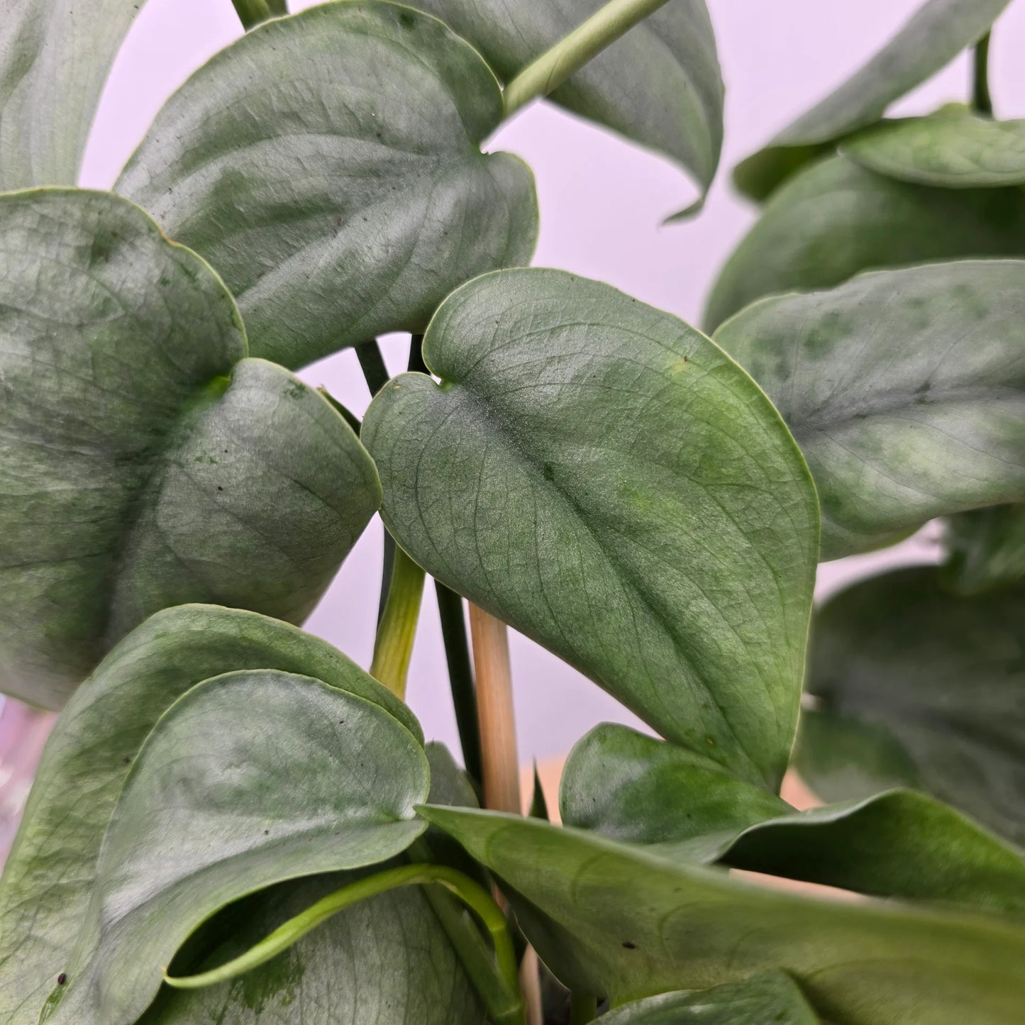 Scindapsus 'Silver Tattoo'