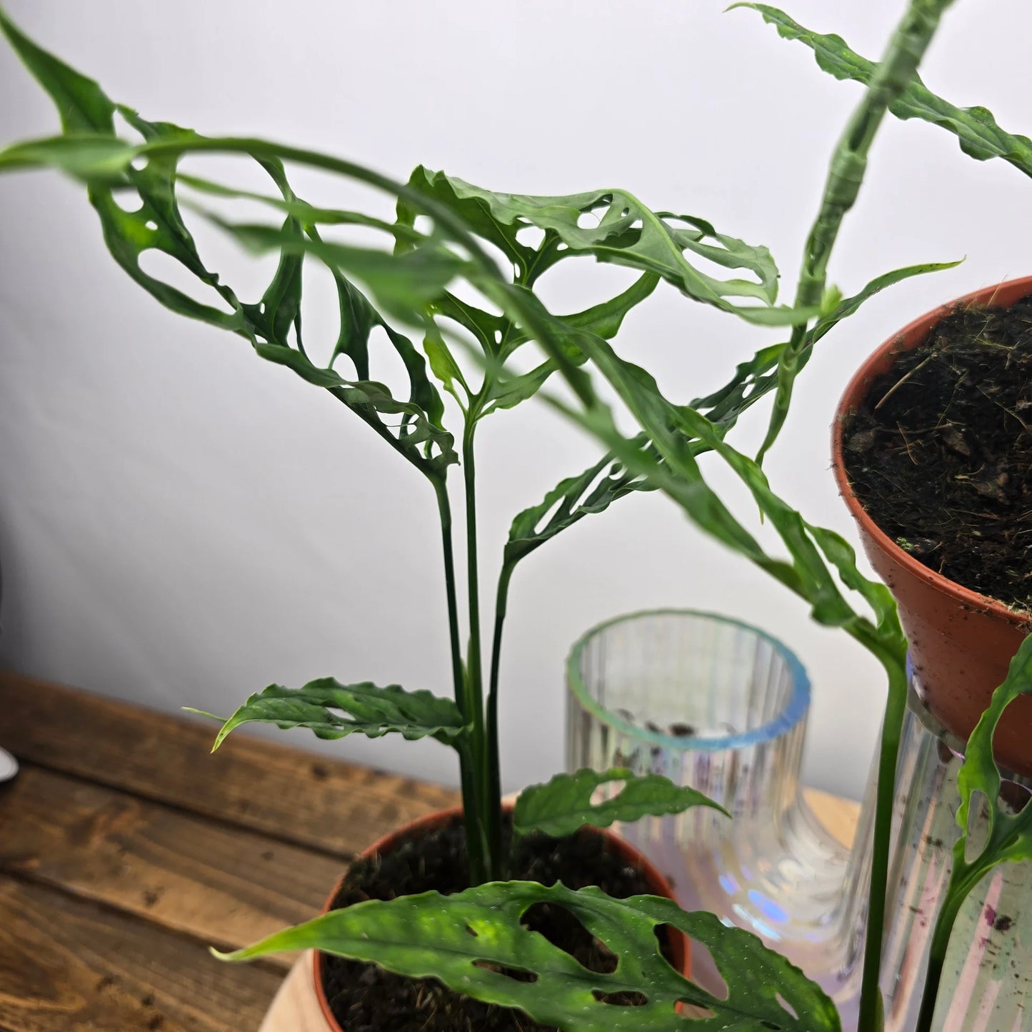Monstera Obliqua Peru
