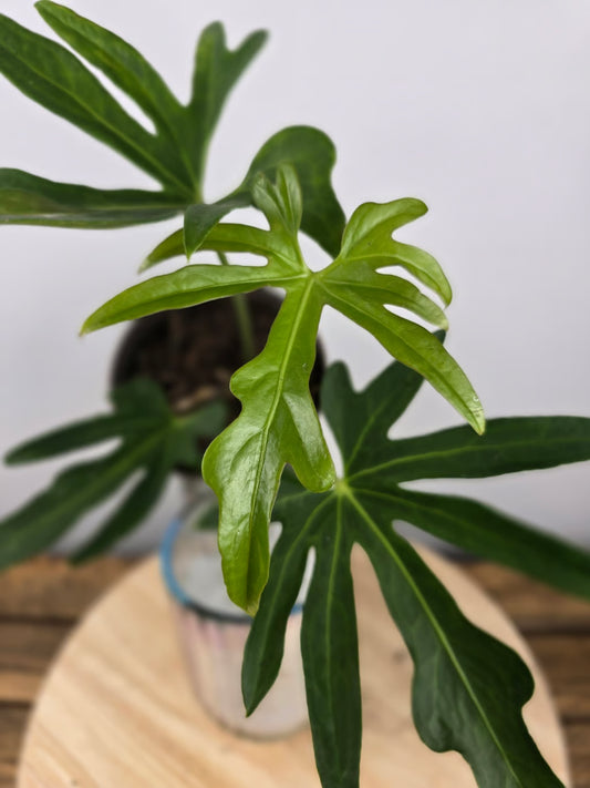 Anthurium podophyllum