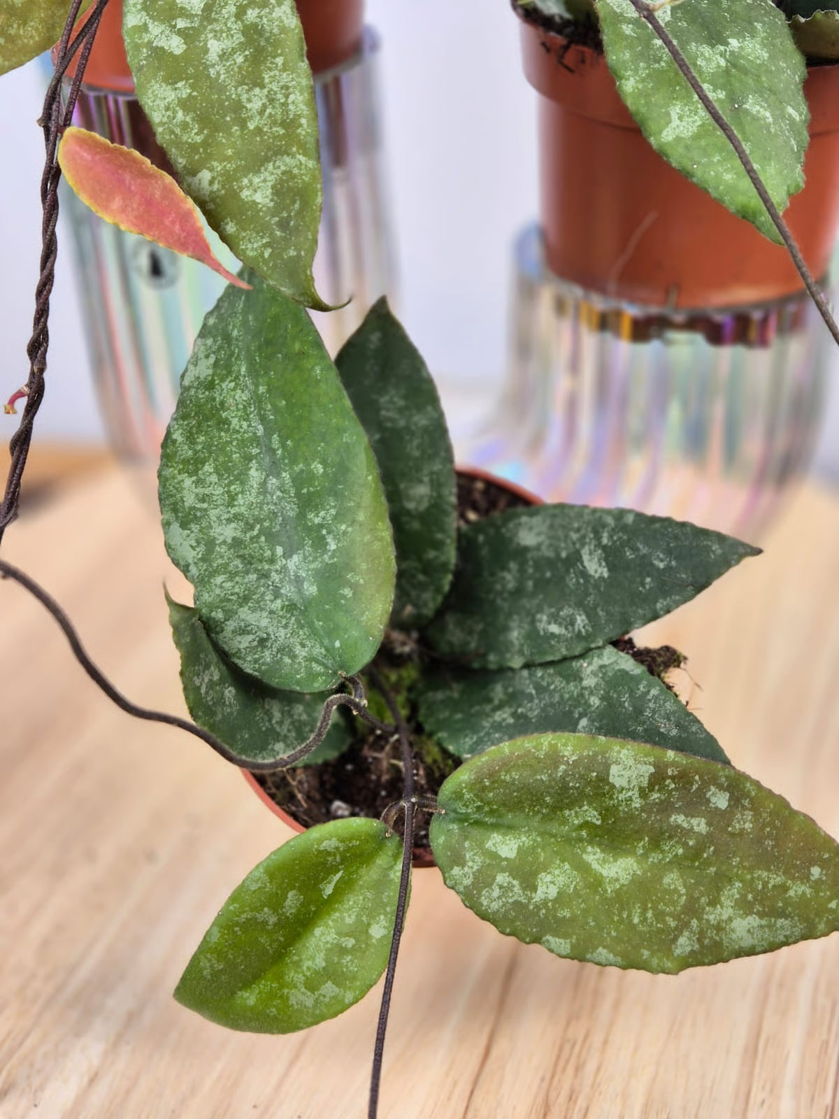 Hoya Caudata (Sumatra)