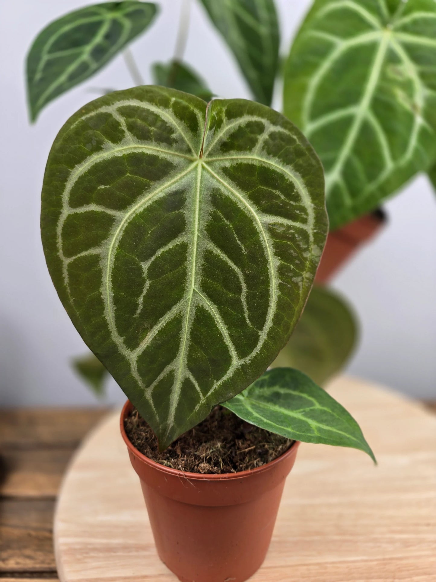 Anthurium Magnificum