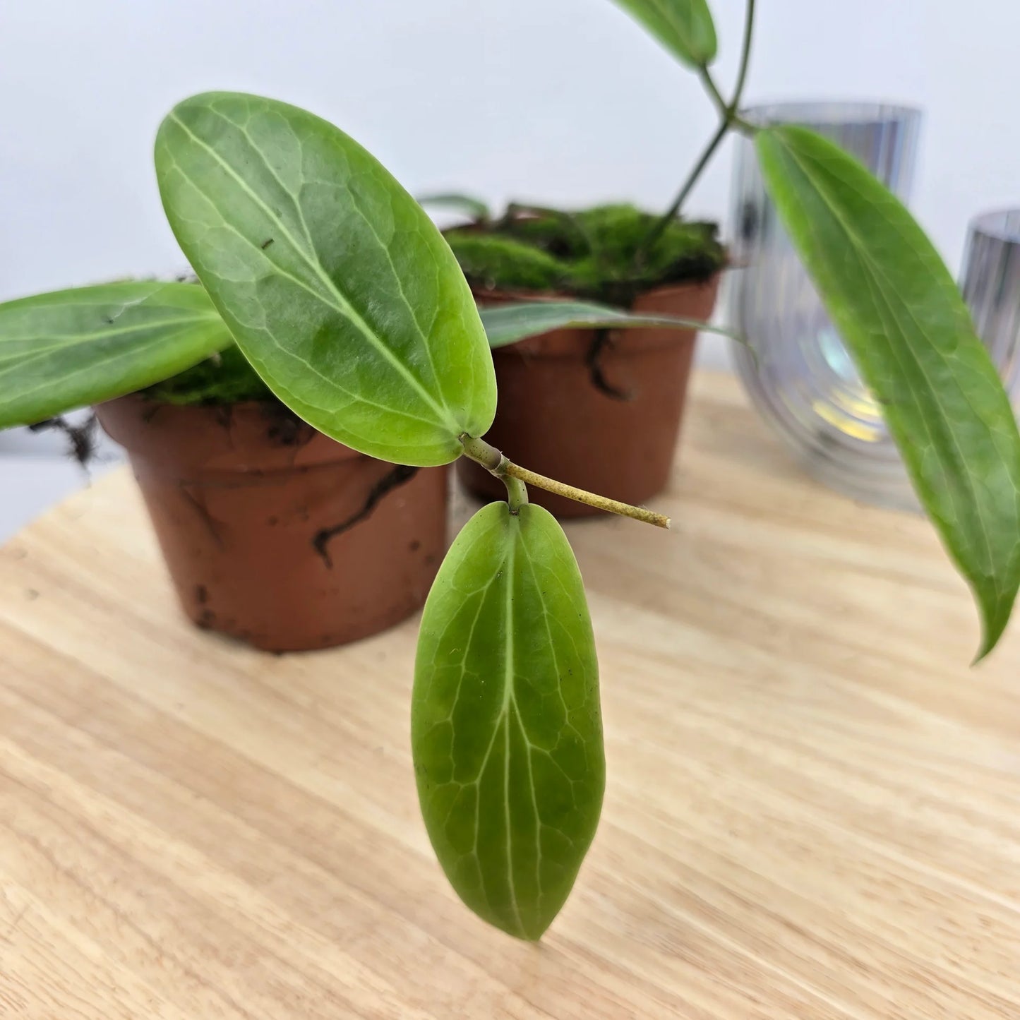 Hoya soligamiana