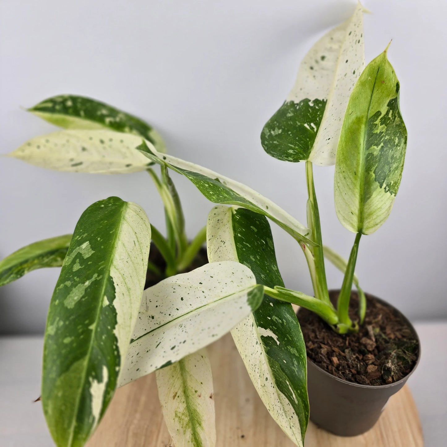 Philodendron 'Jose Buono'