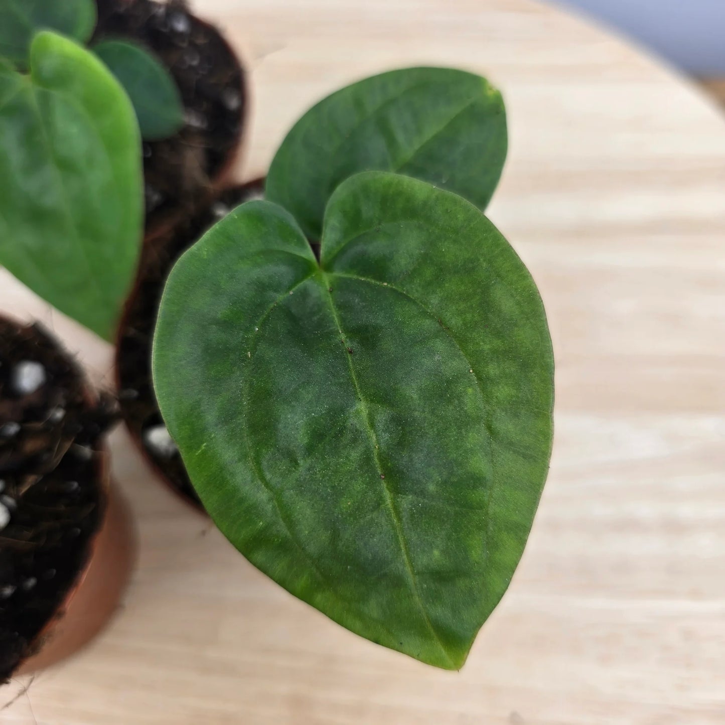 Anthurium papillilaminum x Dressleri