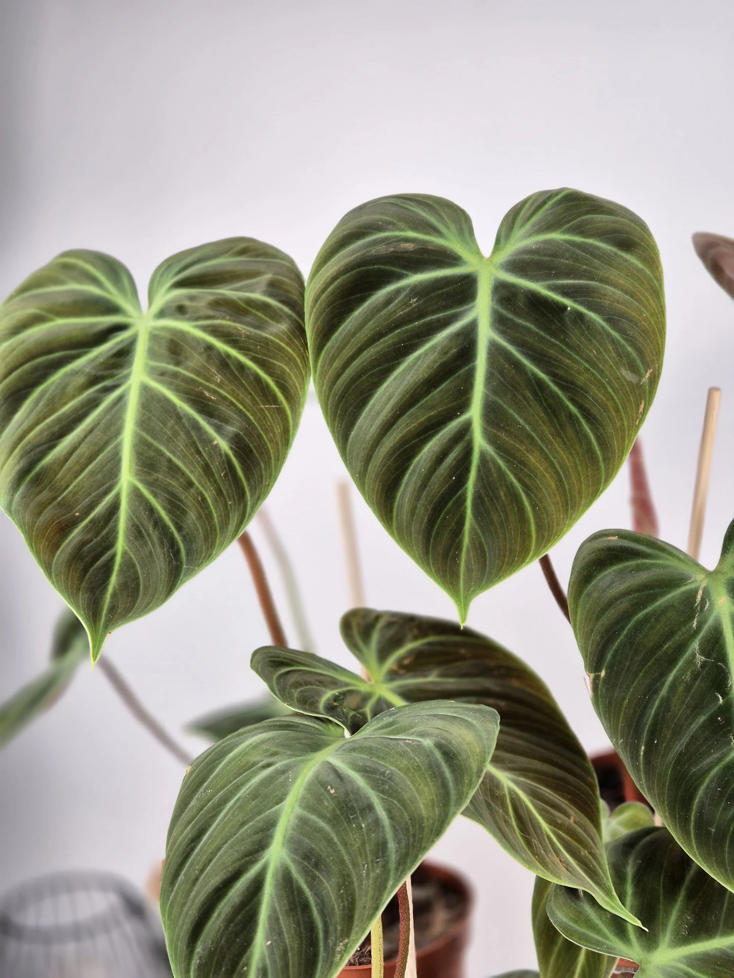 Philodendron 'El Choco Red'