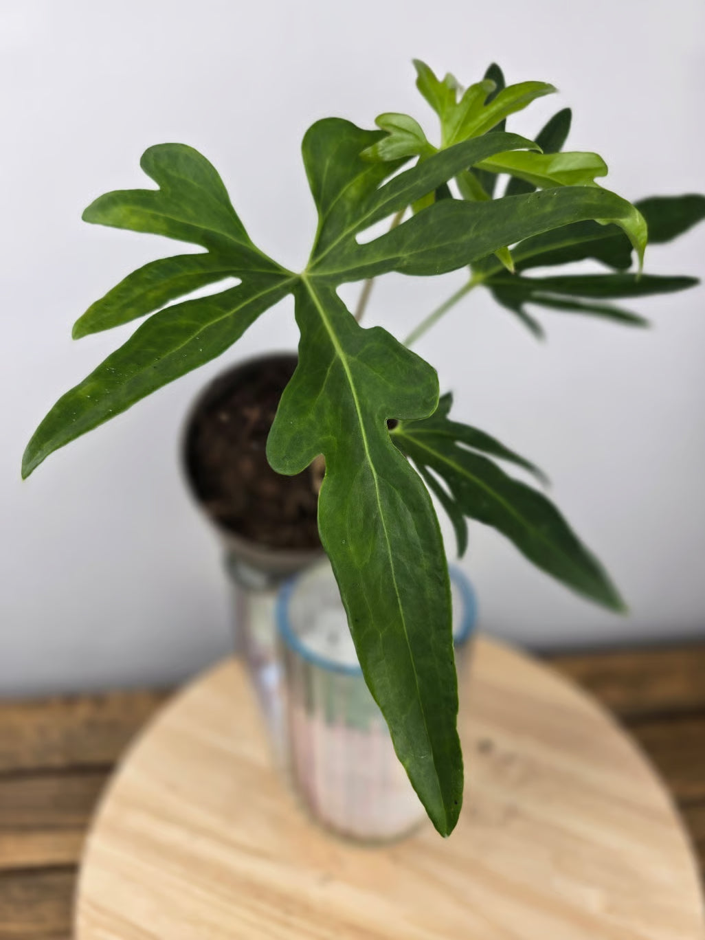 Anthurium podophyllum