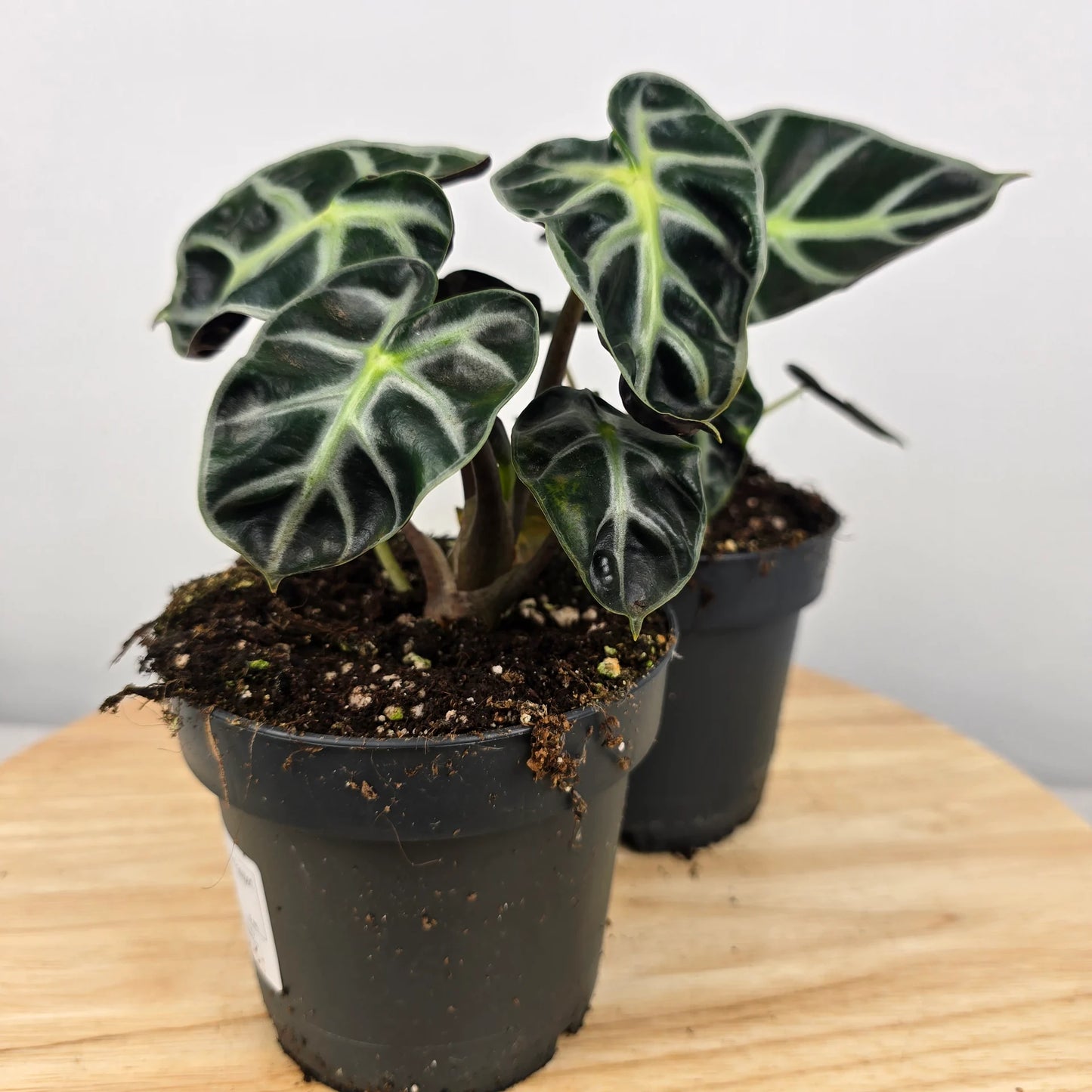 Alocasia Balloon Heart