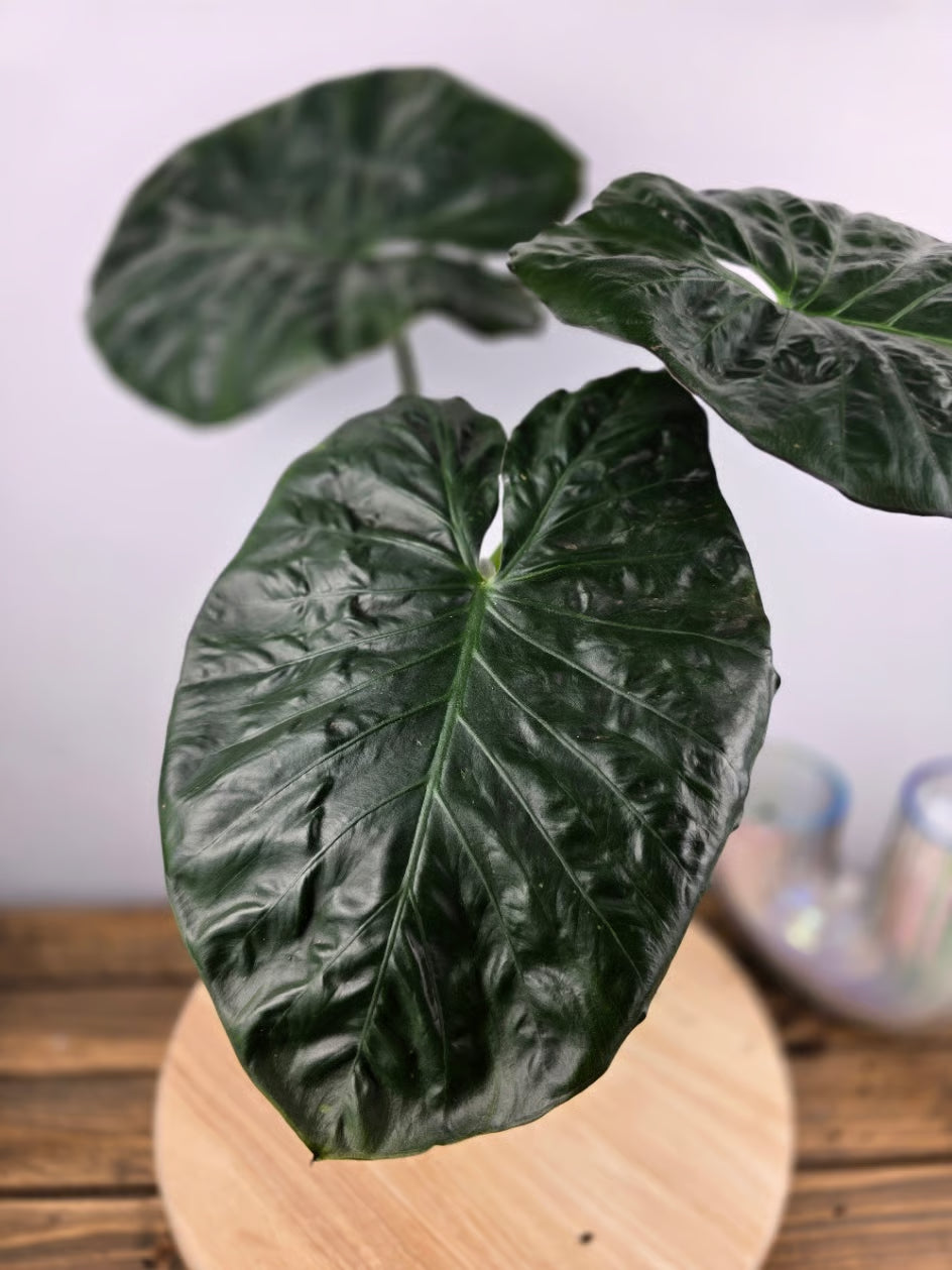 Alocasia Serendipity