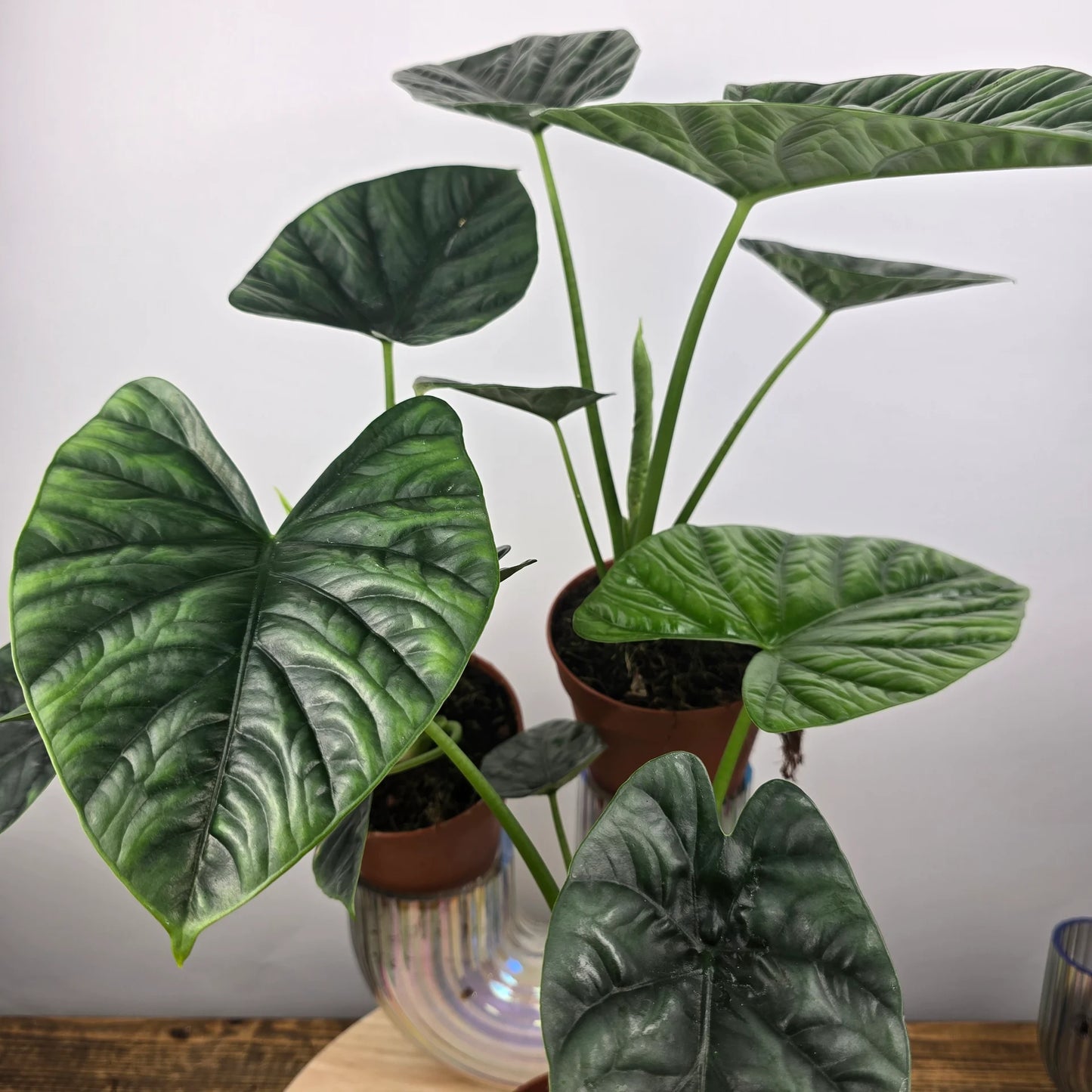 Alocasia 'Lukiwan'