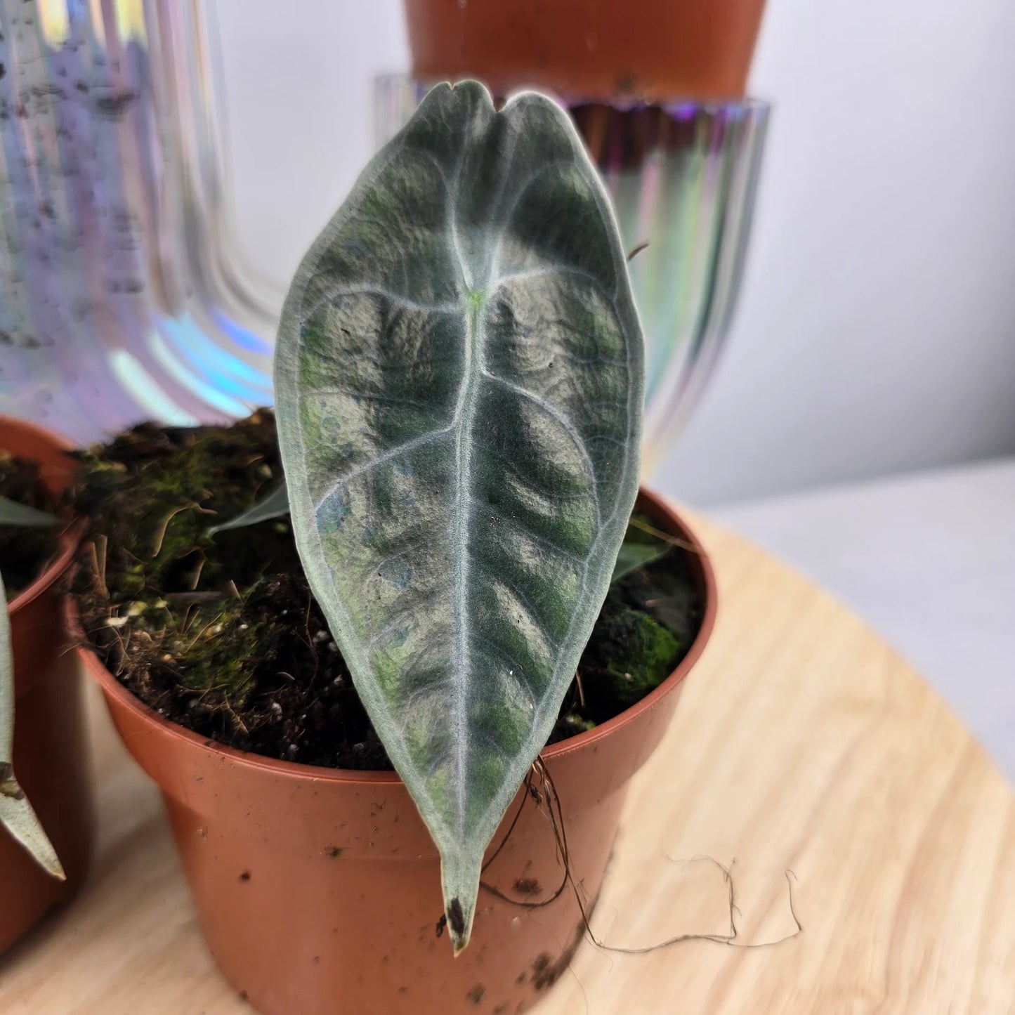 Alocasia Longiloba Purple 'S'