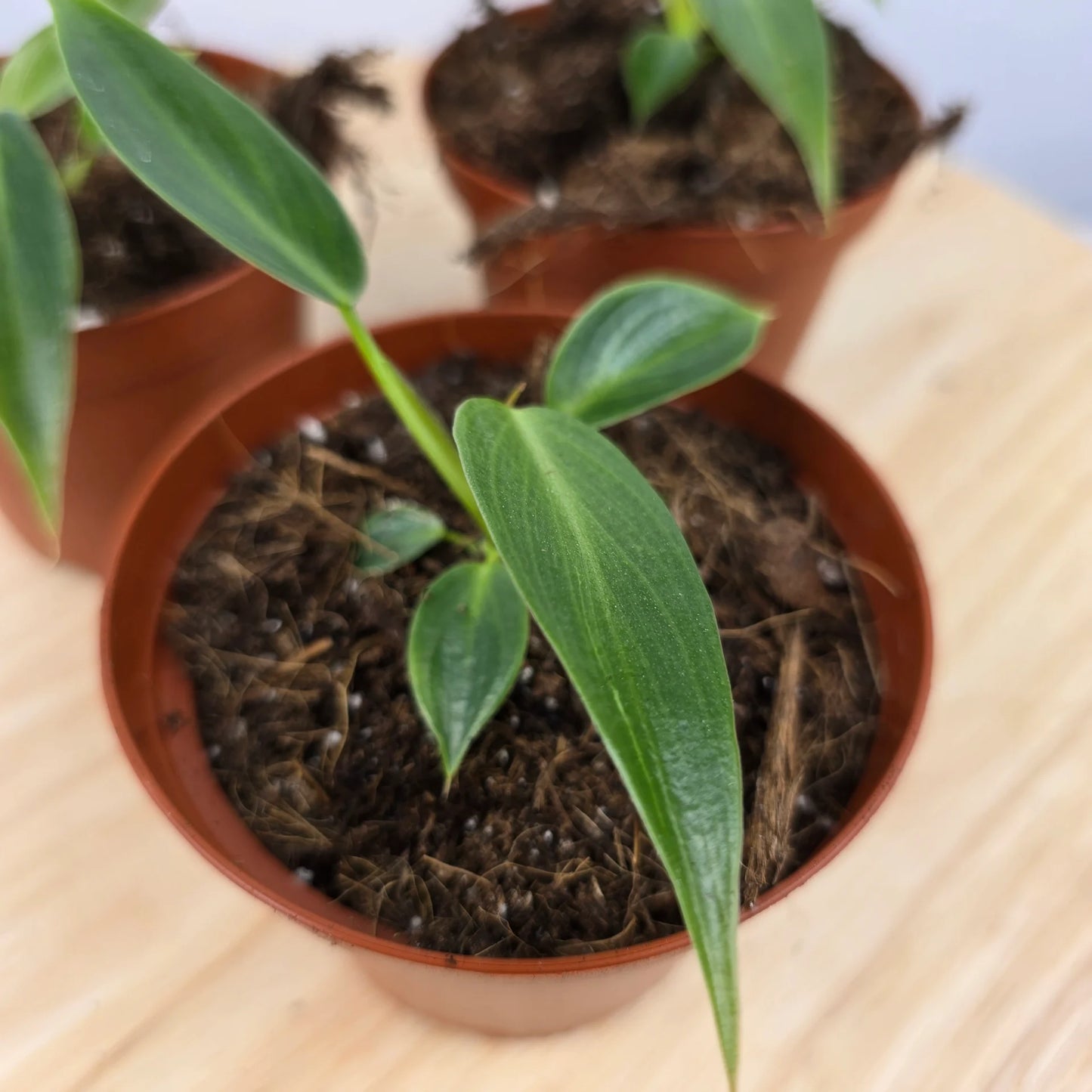 Philodendron 'Spiritus Sancti'