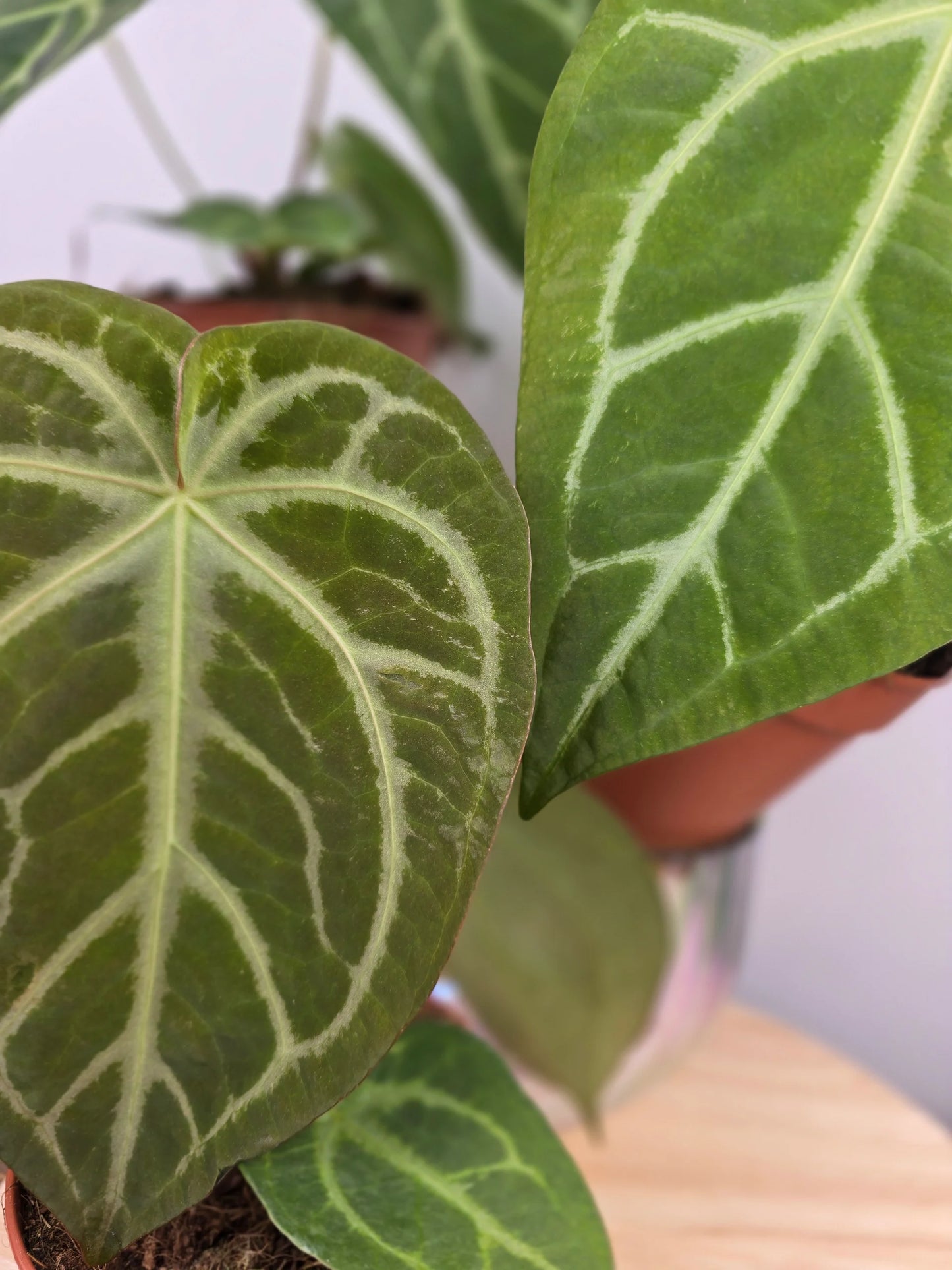 Anthurium Magnificum