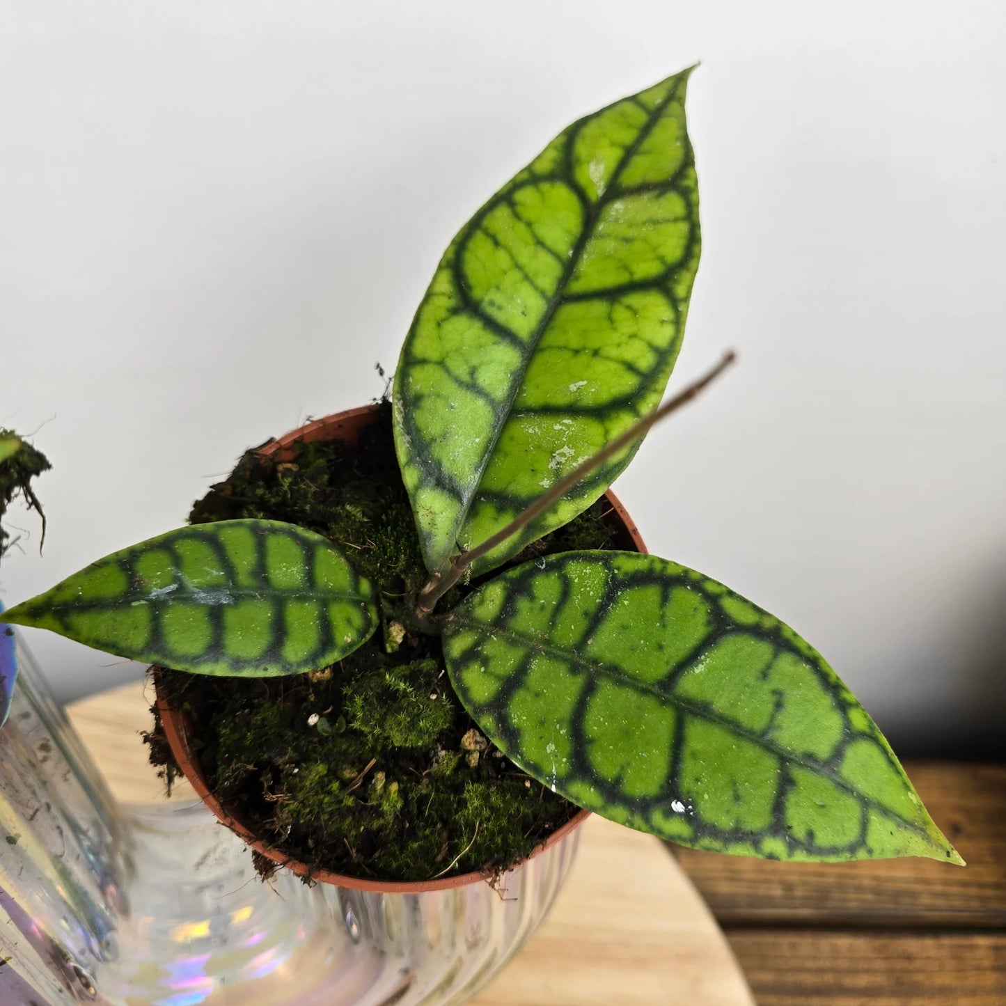 Hoya callistophylla 'Black Cat'