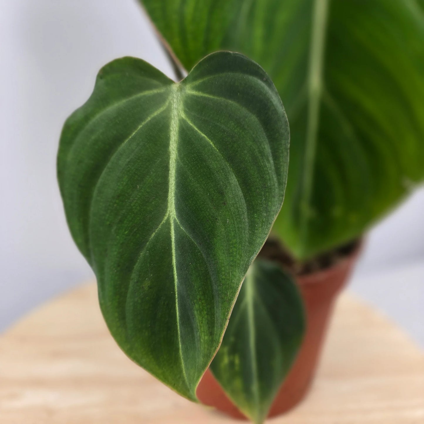 Philodendron Gloriosum