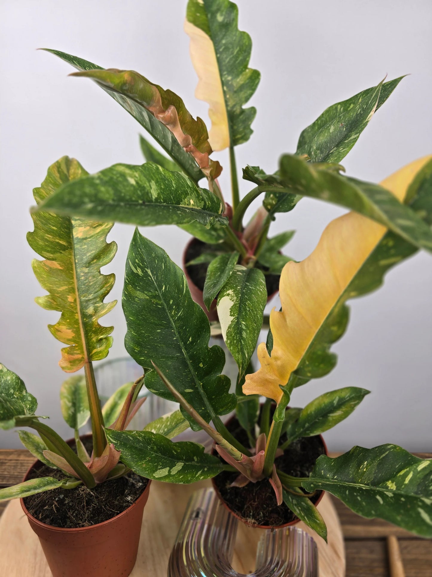 Philodendron 'Ring of Fire'