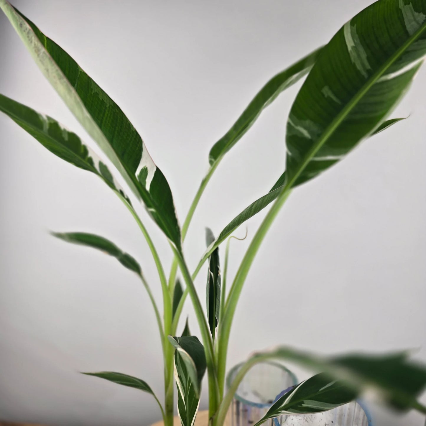 Musa 'Florida Variegata'