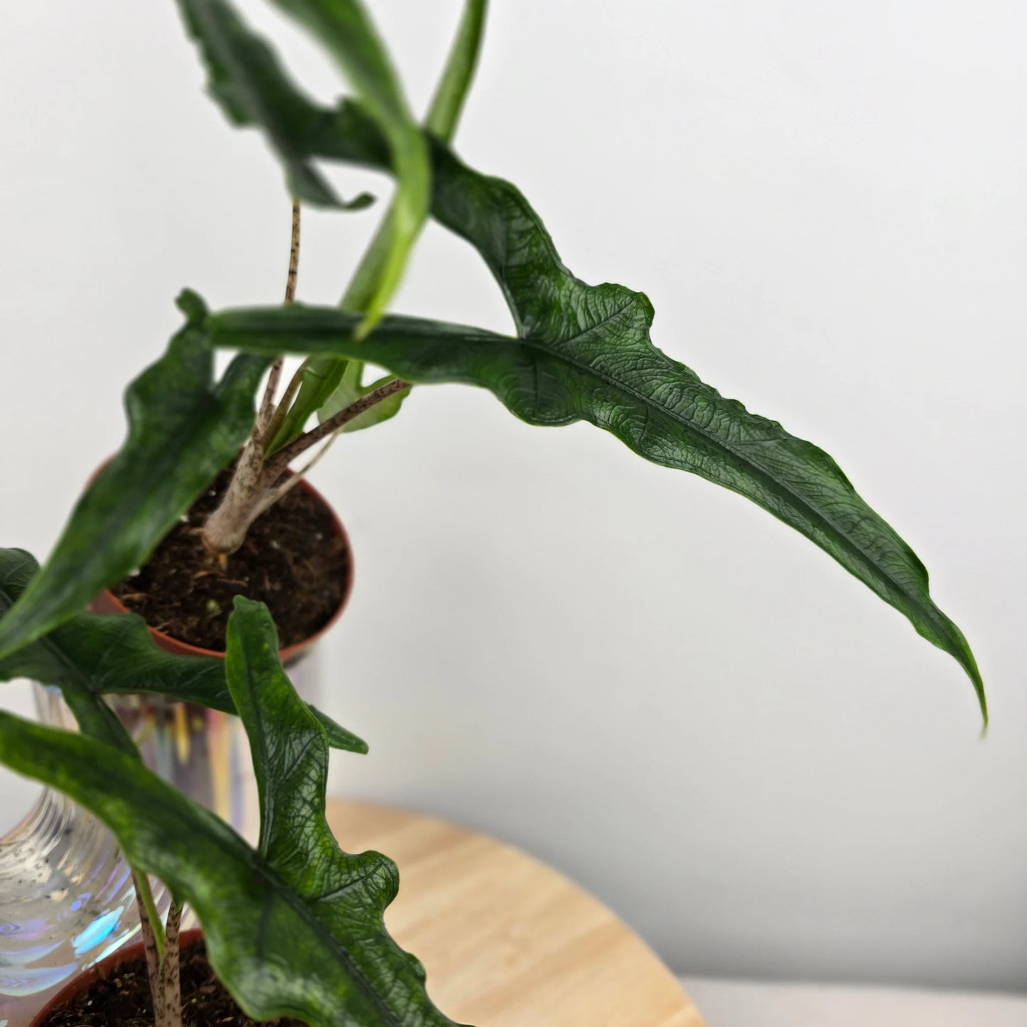 Alocasia Sabrina 'Narrow'