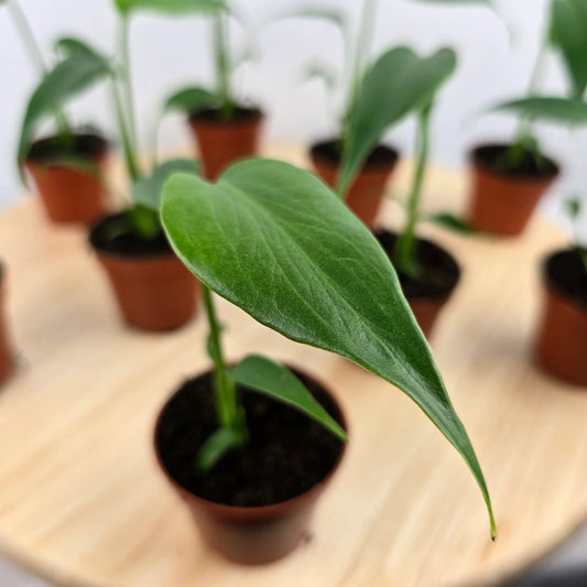 Monstera Burle Marx Flame 'S'