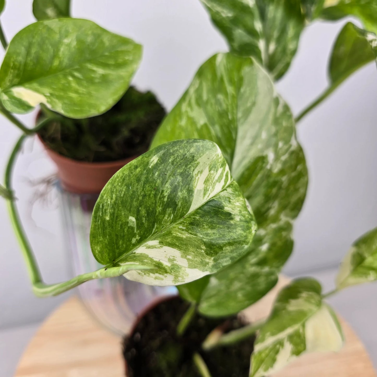 Monstera lechleriana 'Variegata'