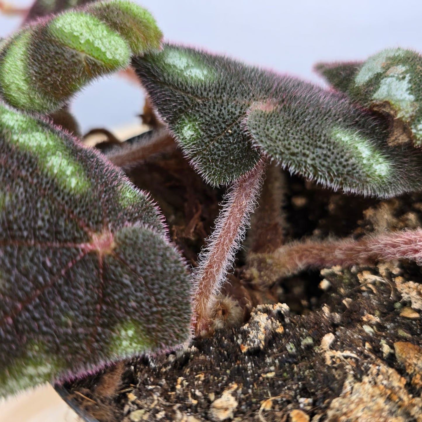Begonia 'Ngoc Lac'