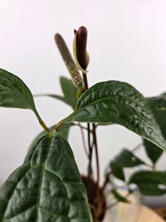 Anthurium arisaemoides