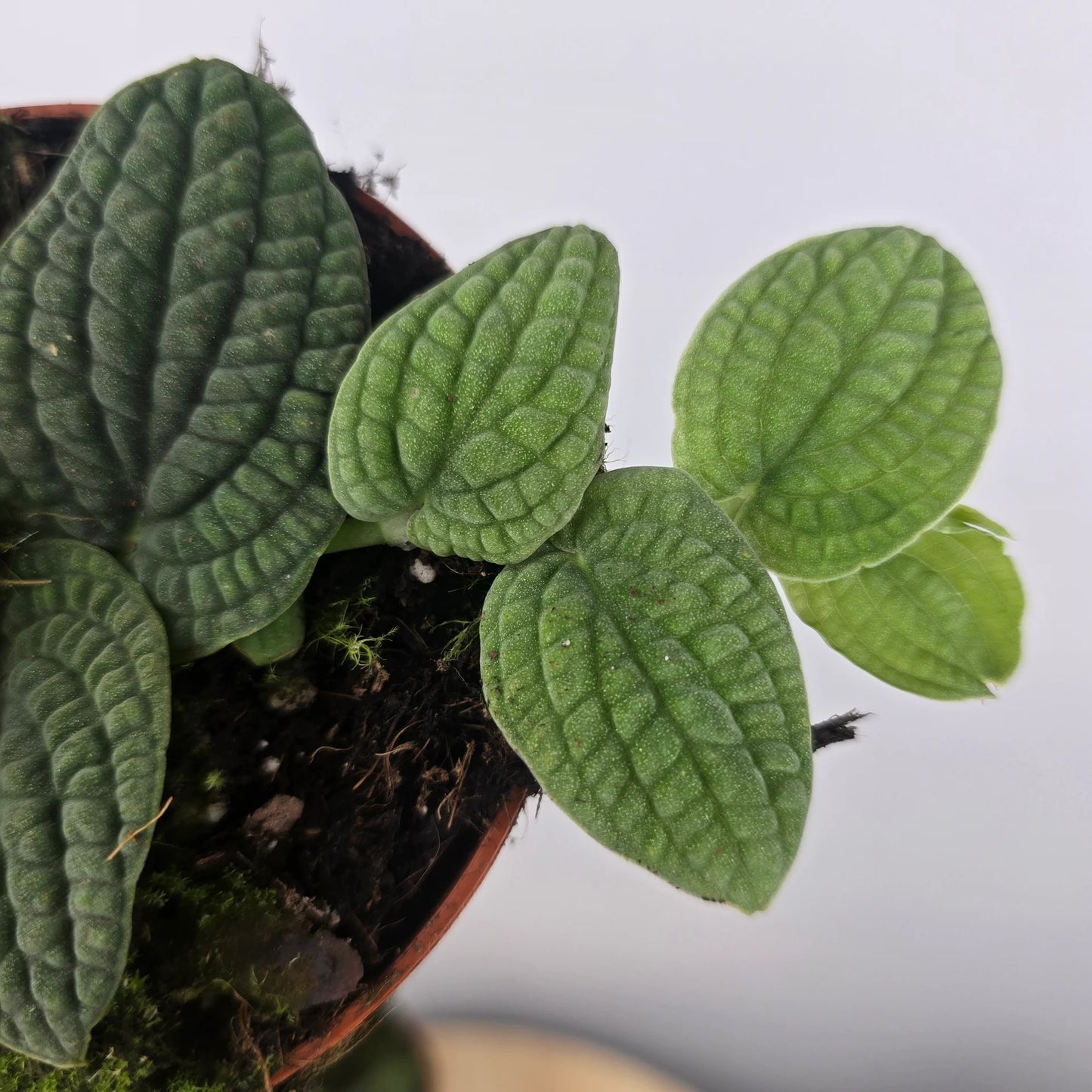 Rhaphidophora tenuis 'Silver'
