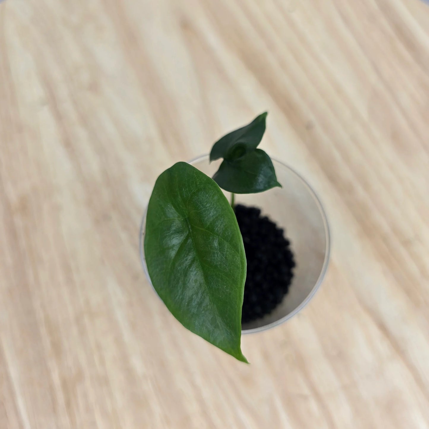 Alocasia Sinuata (JP)