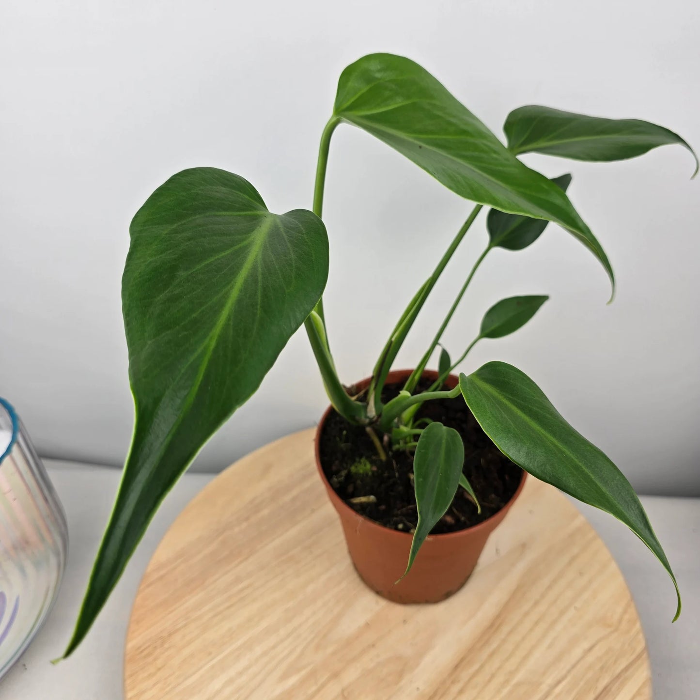 Monstera Burle Marx Flame