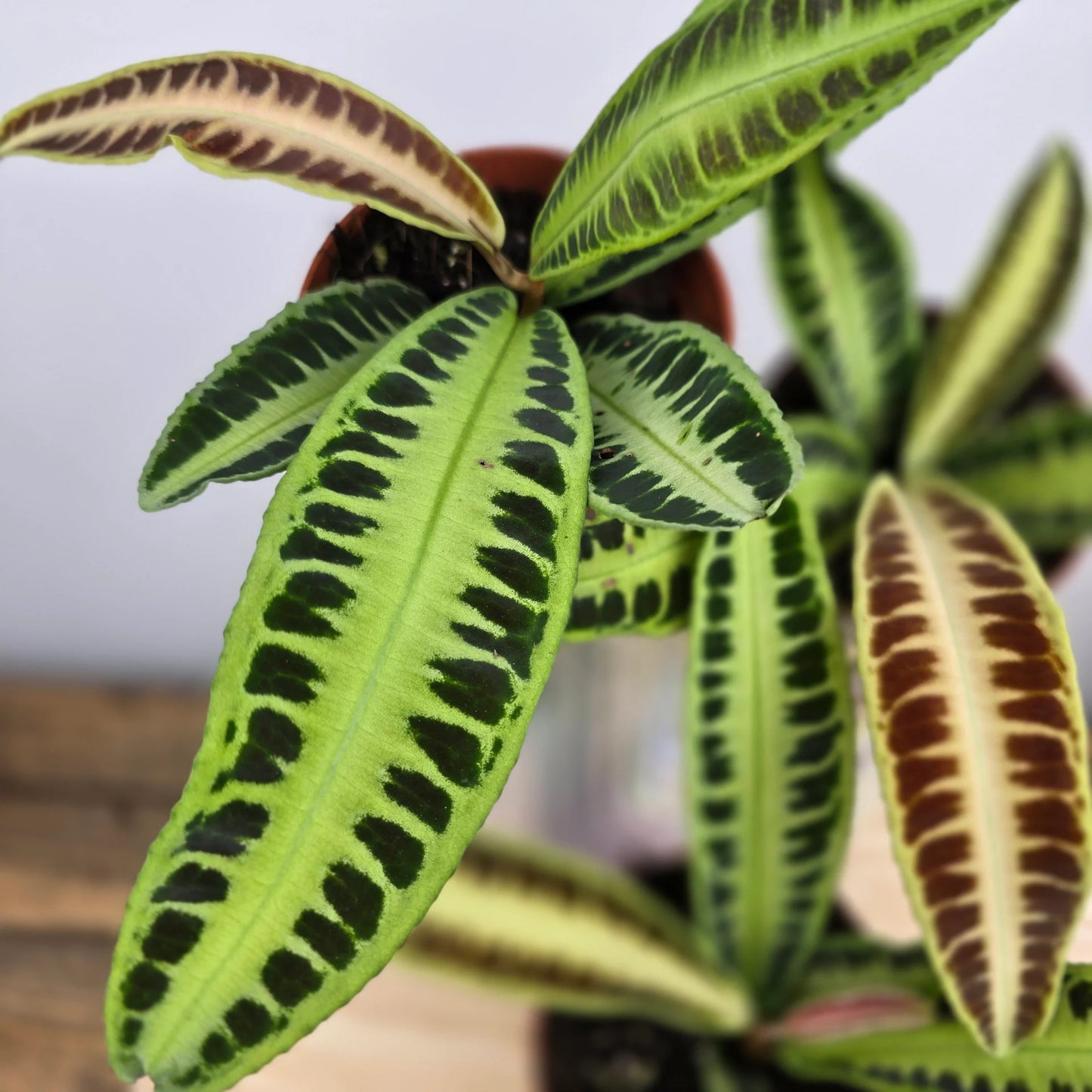 Labisia 'Jambi'