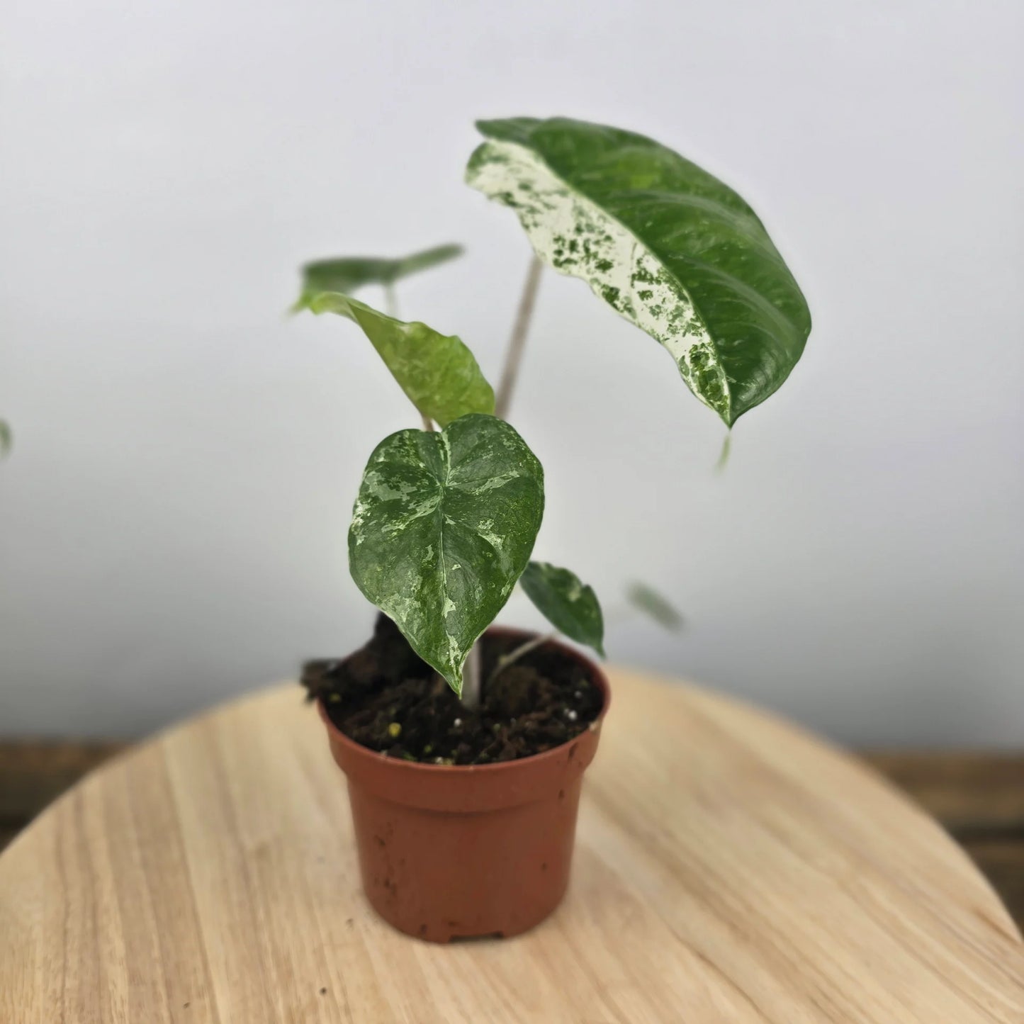 Alocasia odora 'Batik Variegata'