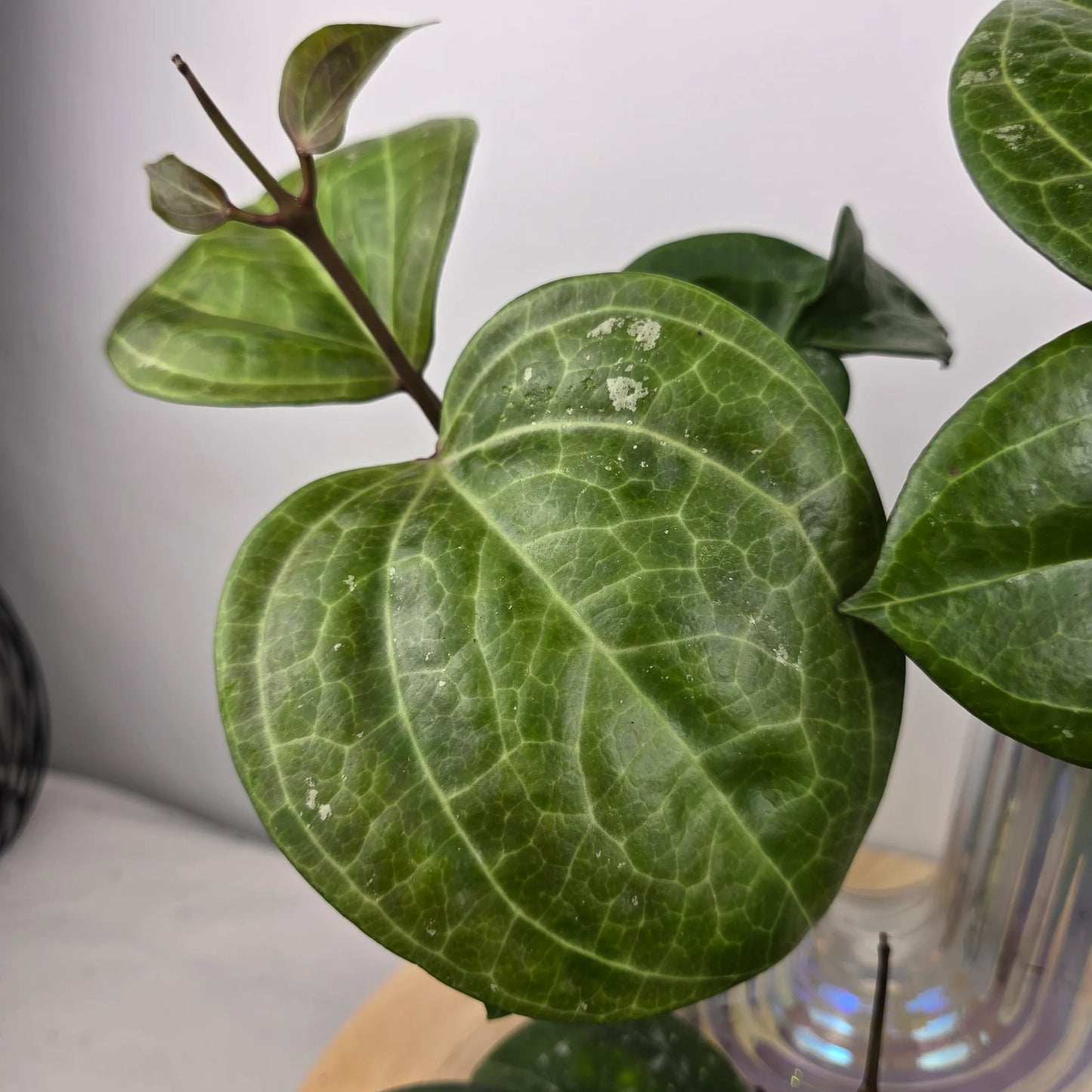 Hoya 'Sarawak Cream'