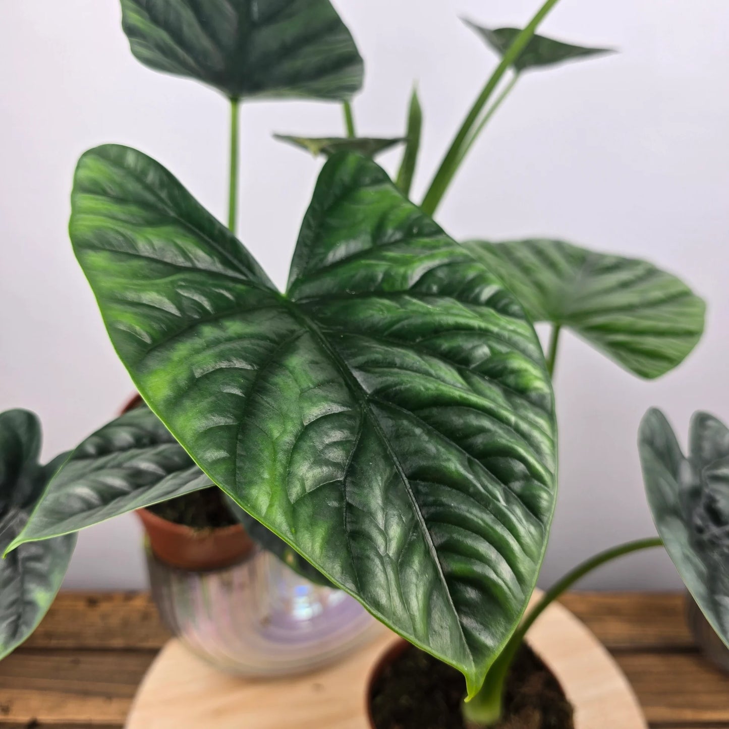 Alocasia 'Lukiwan'