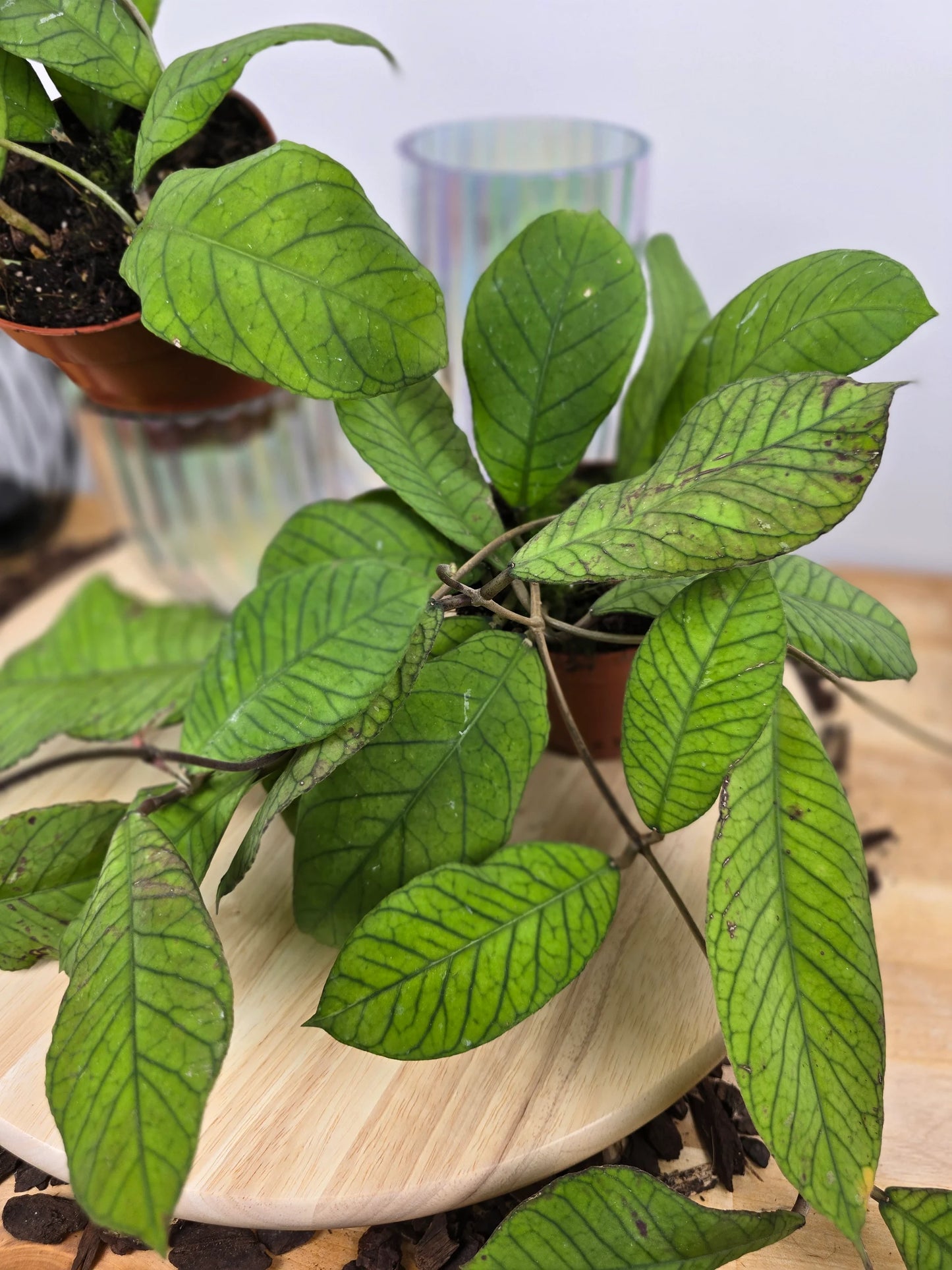 Hoya sp Sabah