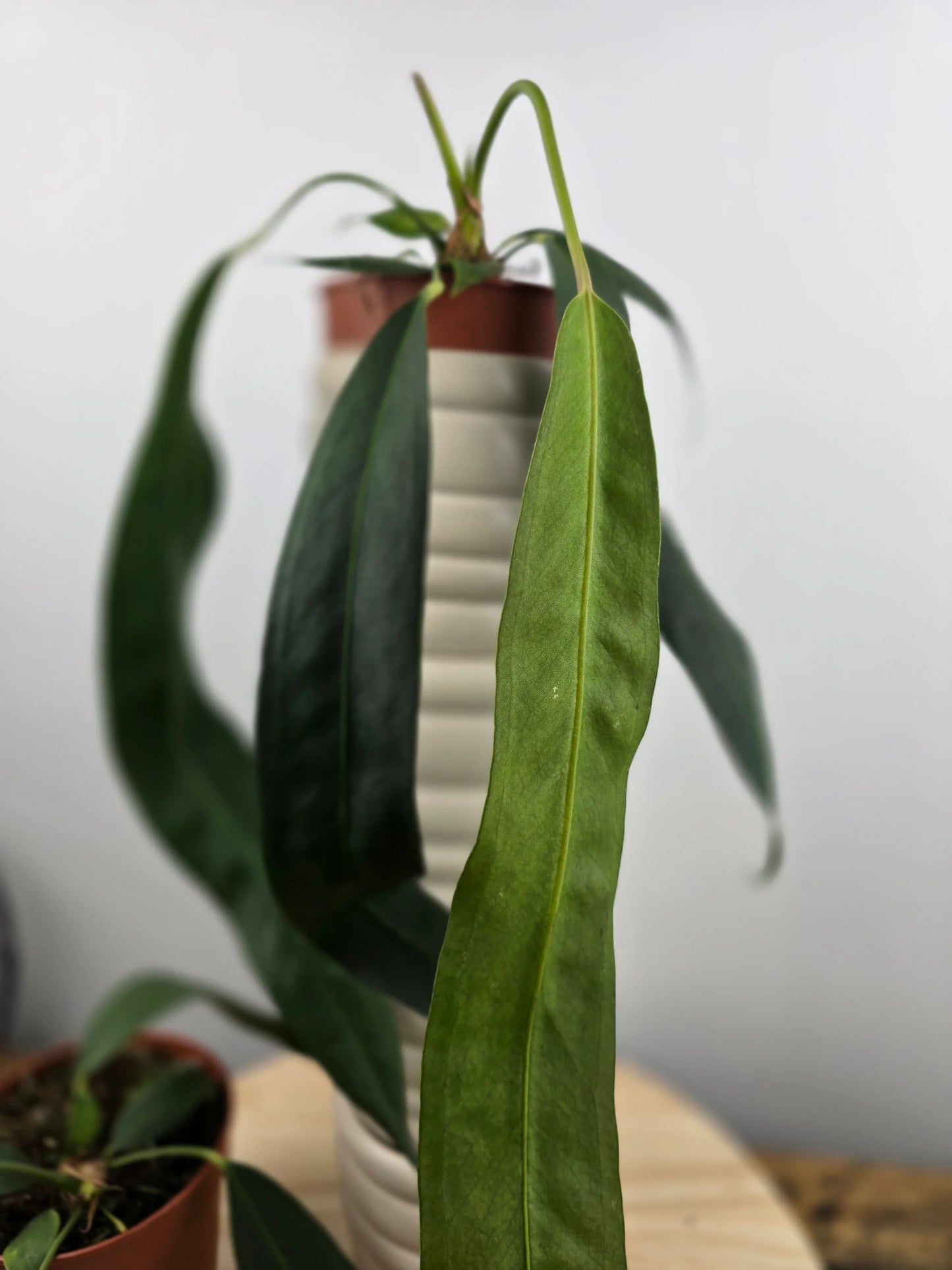 Anthurium Wendlingeri