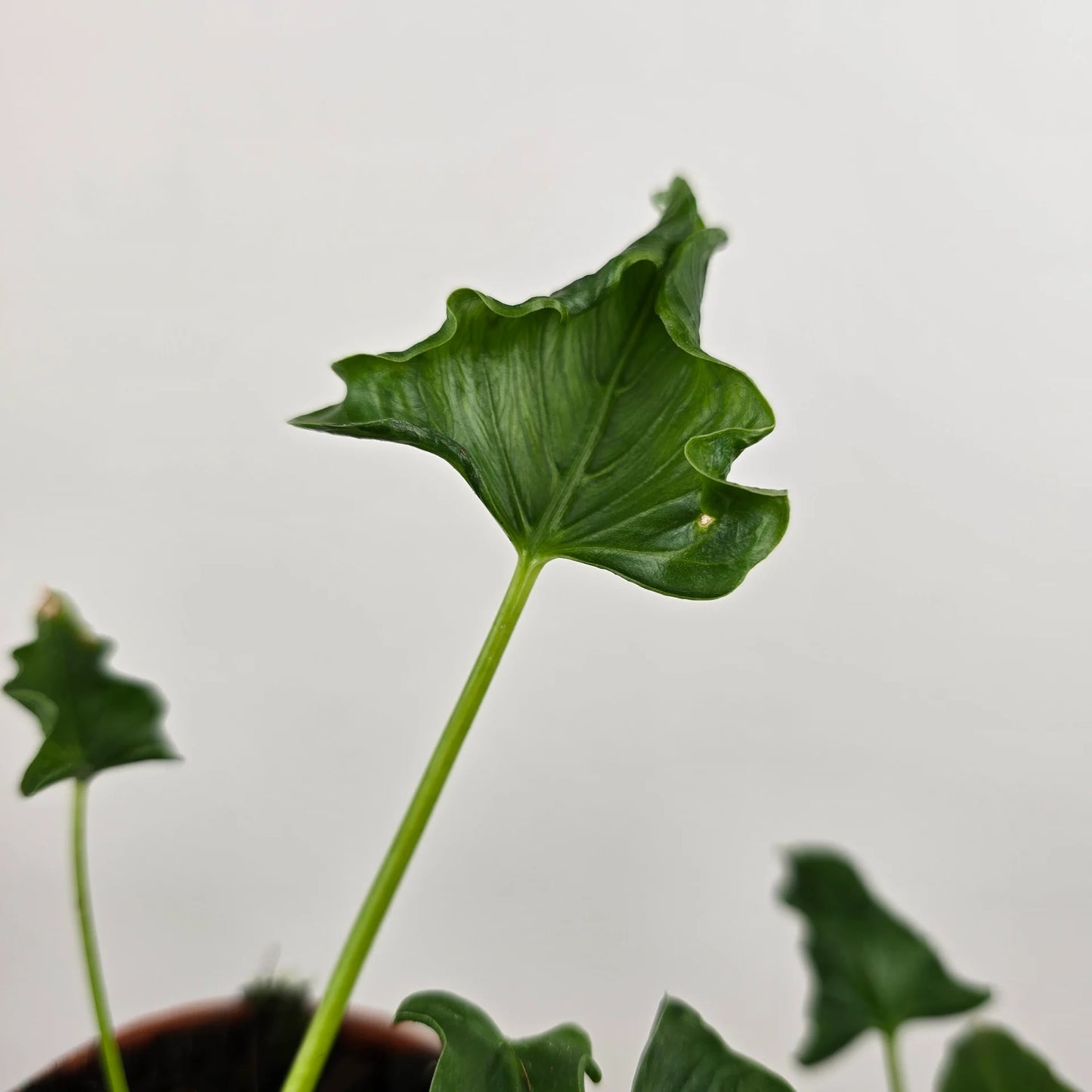 Alocasia 'Triangularis'