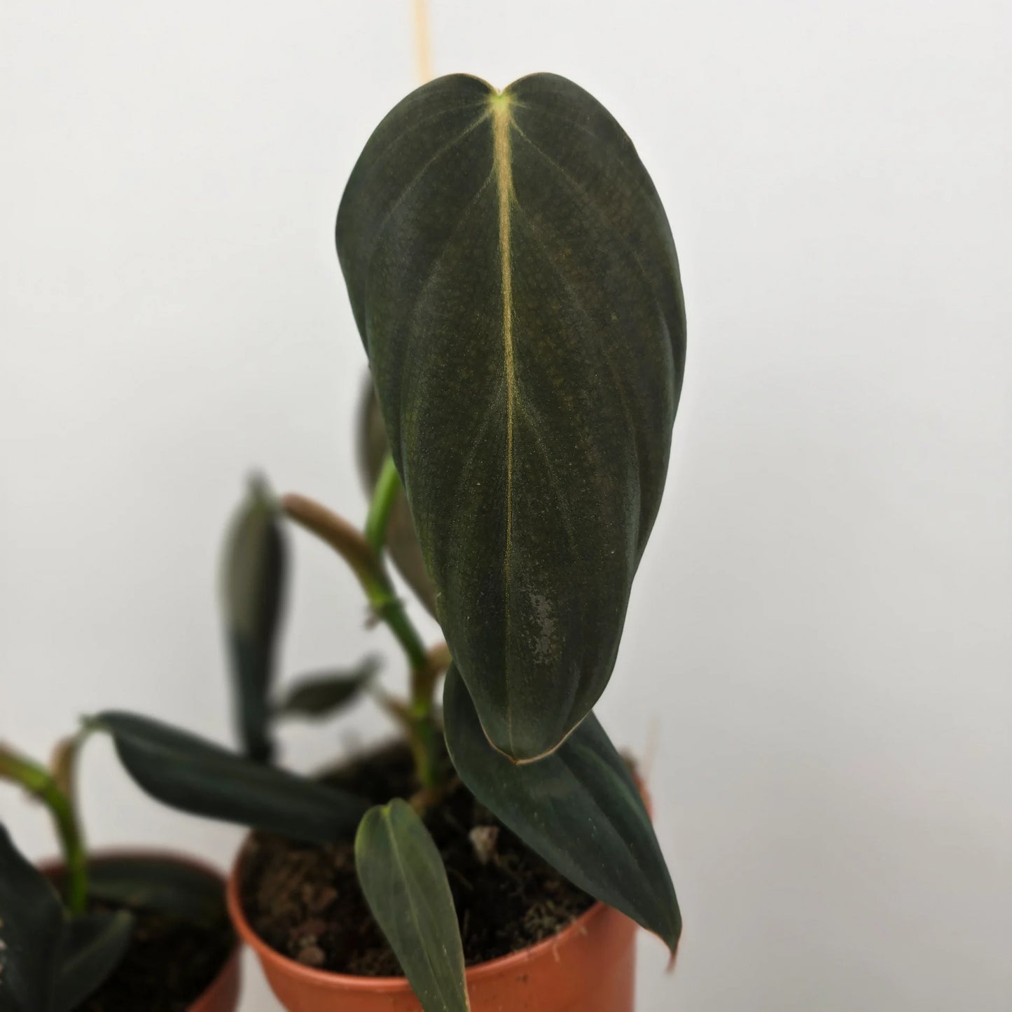 Philodendron gigas