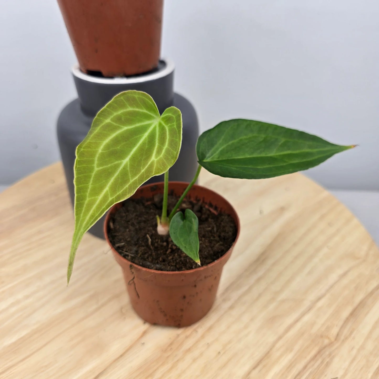 Anthurium Delta Force