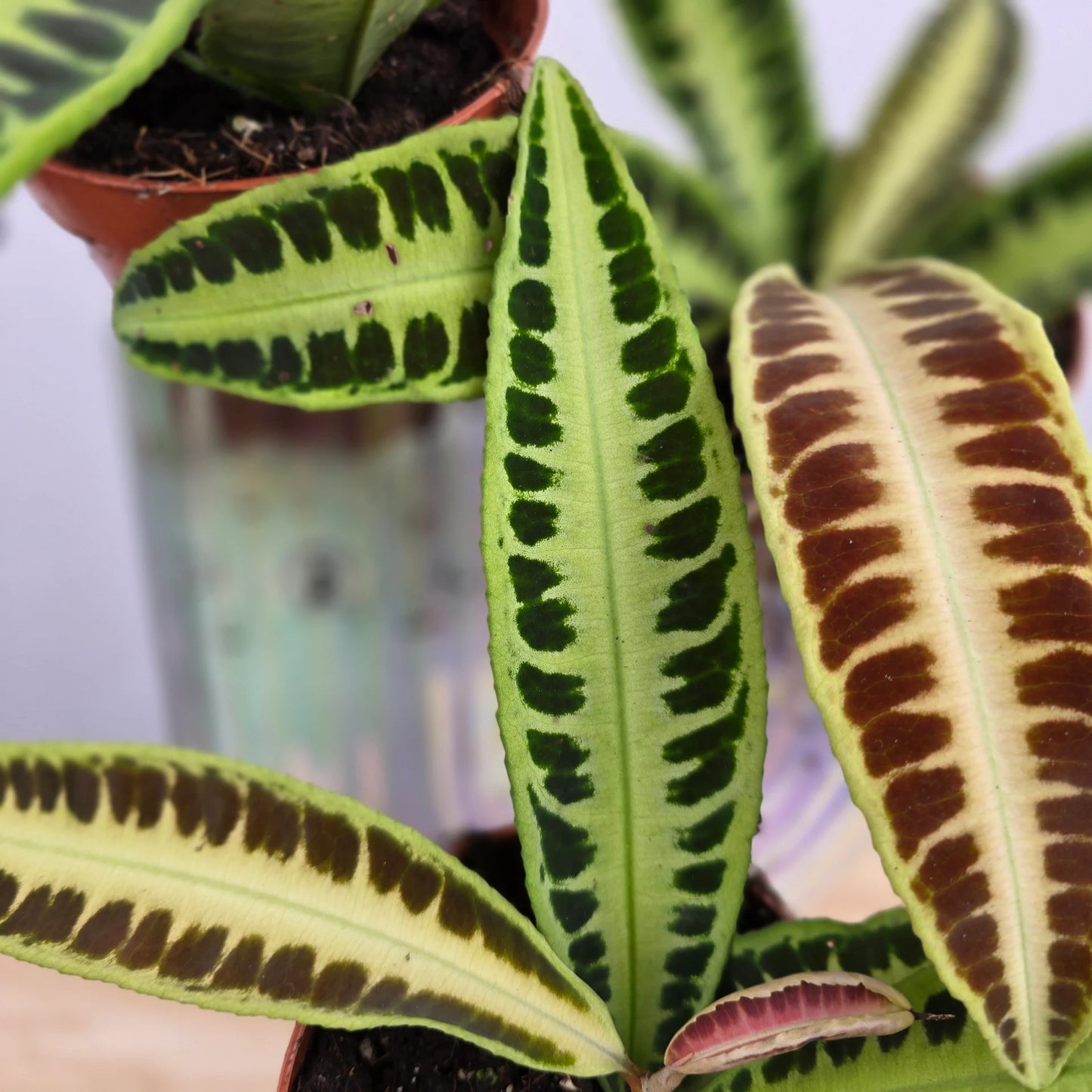 Labisia 'Jambi'